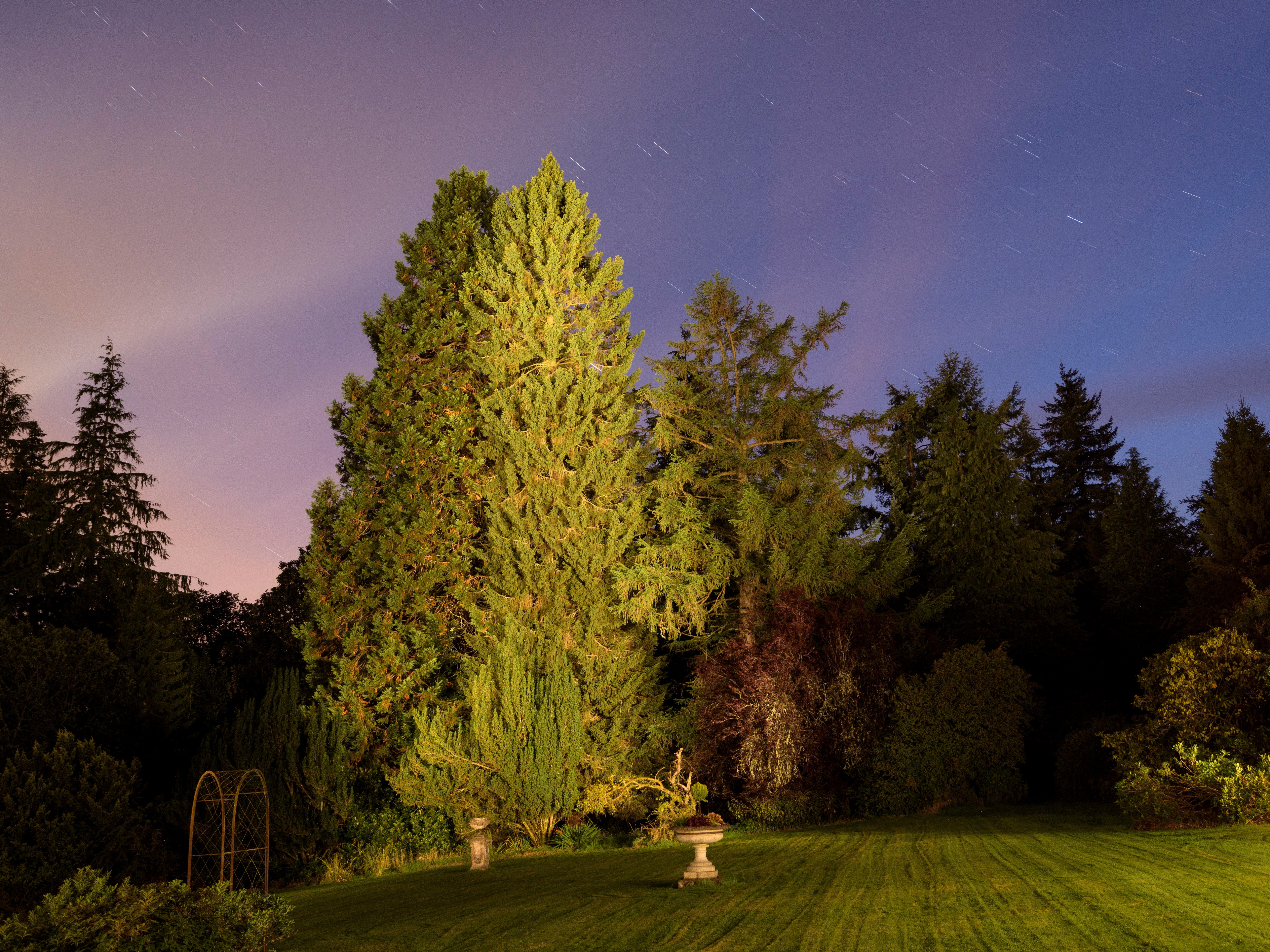 Dave McCabe’s sapling is now a magnificent 40ft spruce