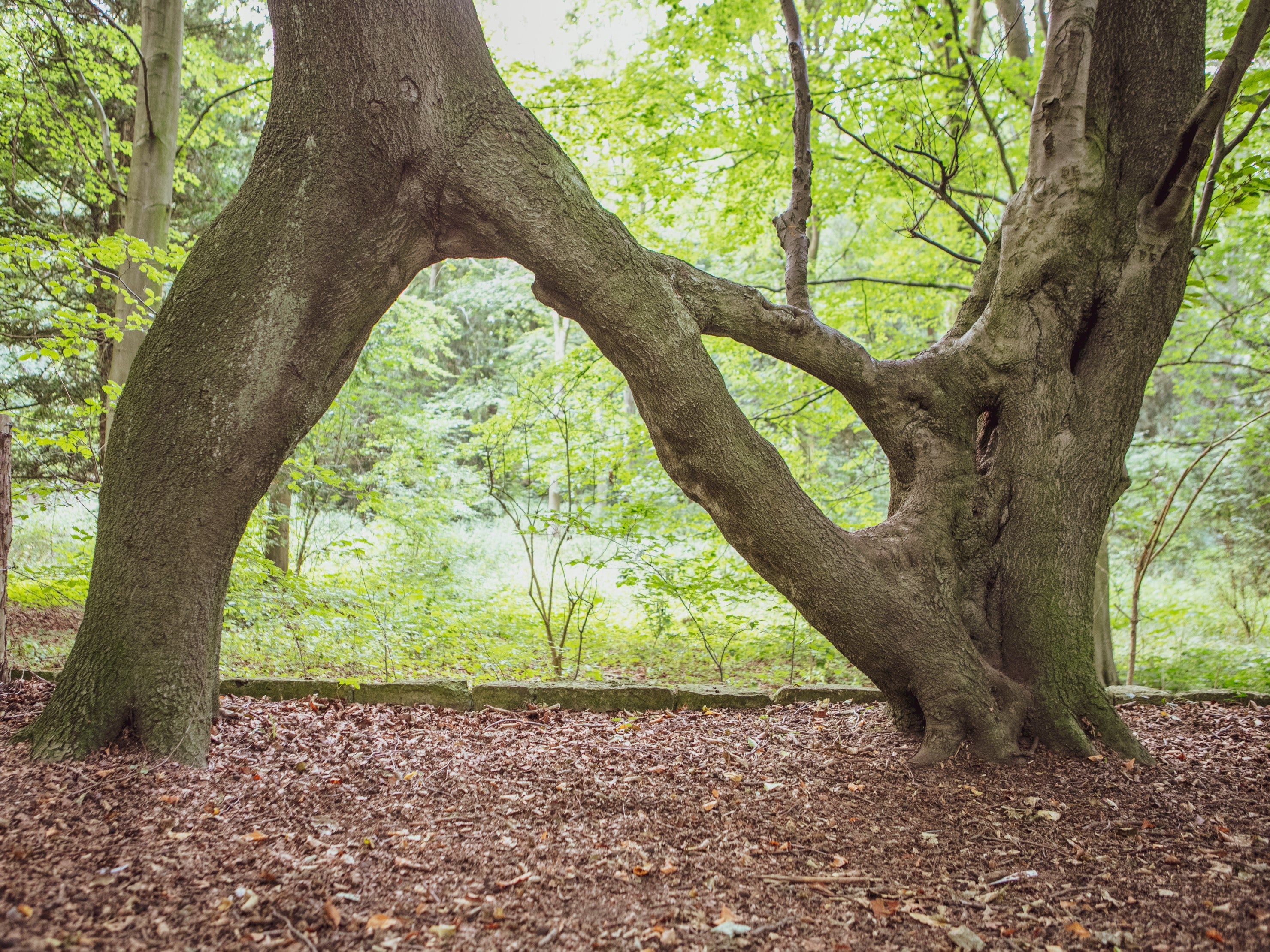 Nellie’s Tree in Aberford, West Yorkshire