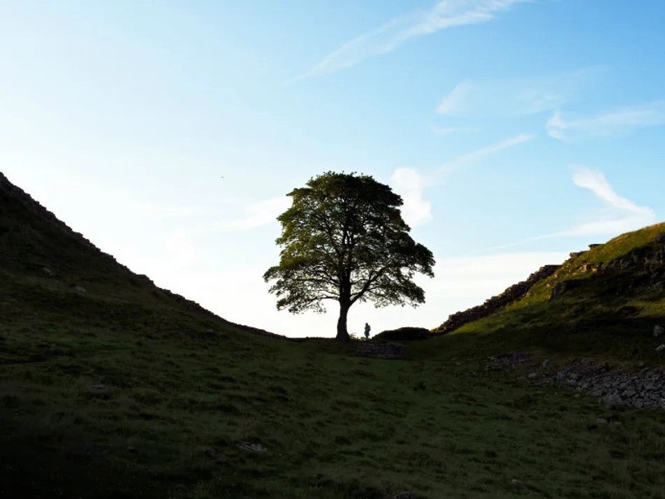 The Sycamore Gap Tree in Northumberland