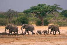 African wildlife parks face climate, infrastructure threats