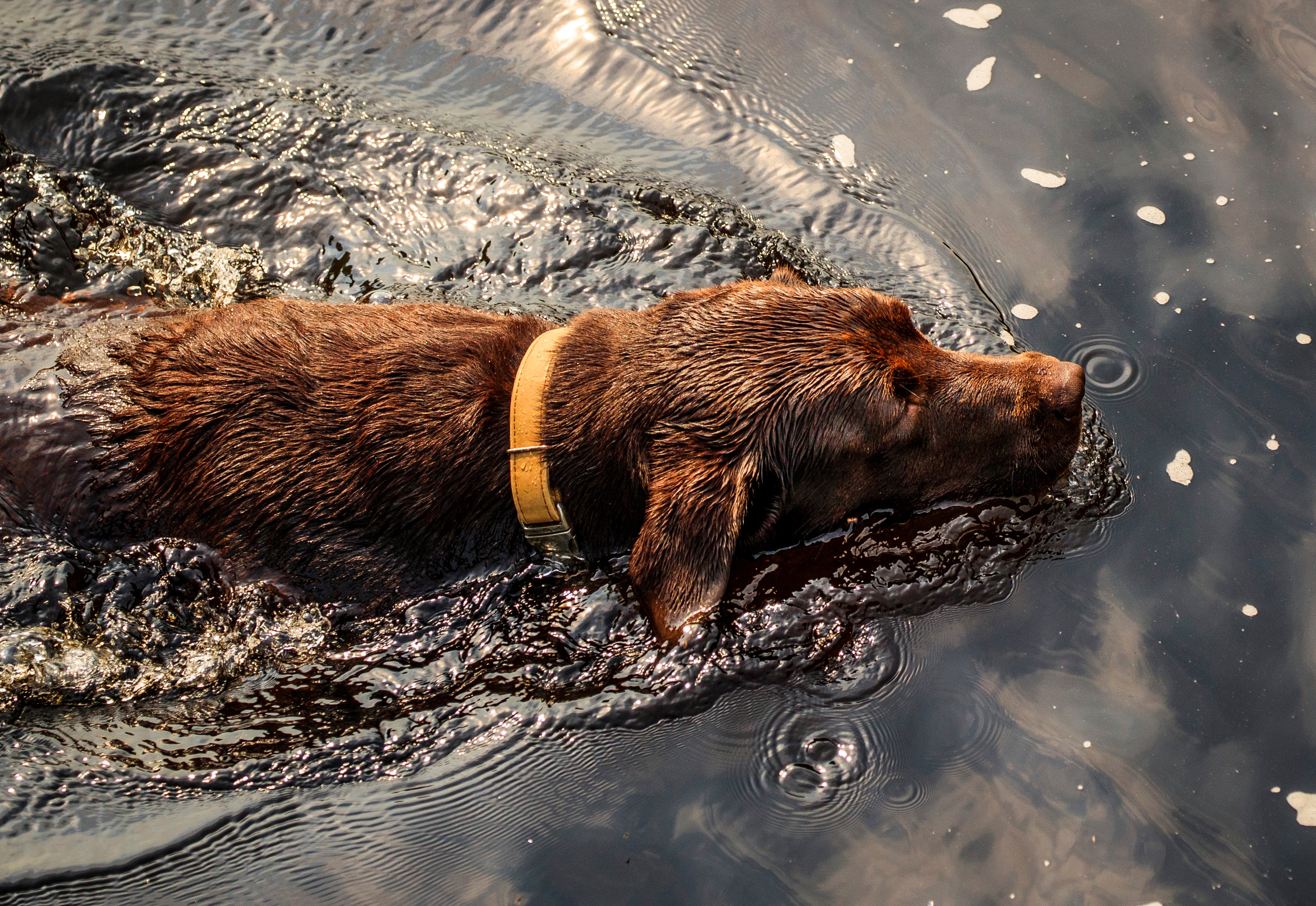 A dog cools down with a swim in the River Wharfe near Ilkley in West Yorkshire (Danny Lawson/PA)