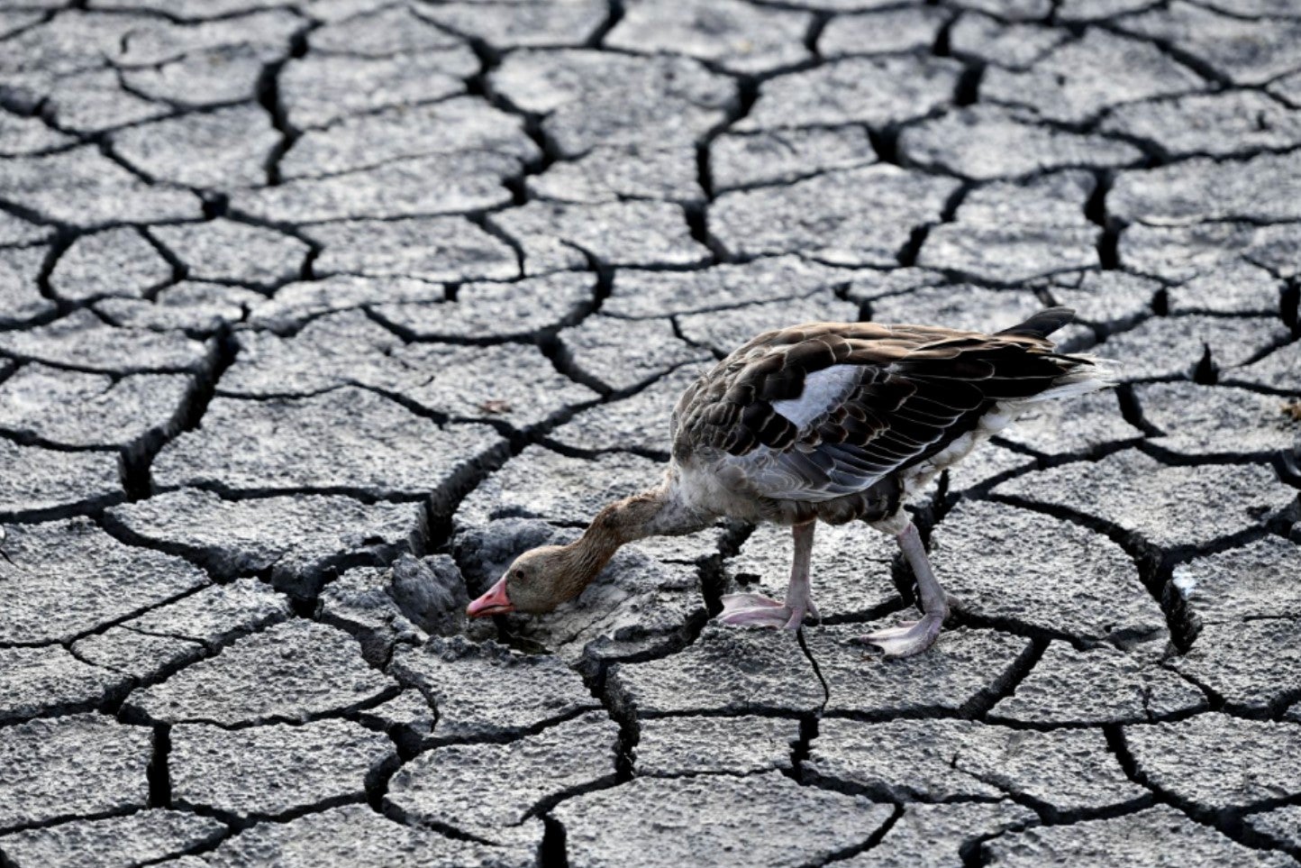 A goose looks for water in the dried bed of Lake Velence in Velence, Hungary