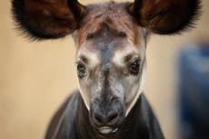 Dublin Zoo announces birth of endangered okapi calf