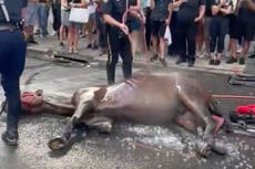 Collapsed horse in NYC reignites calls for carriage ban