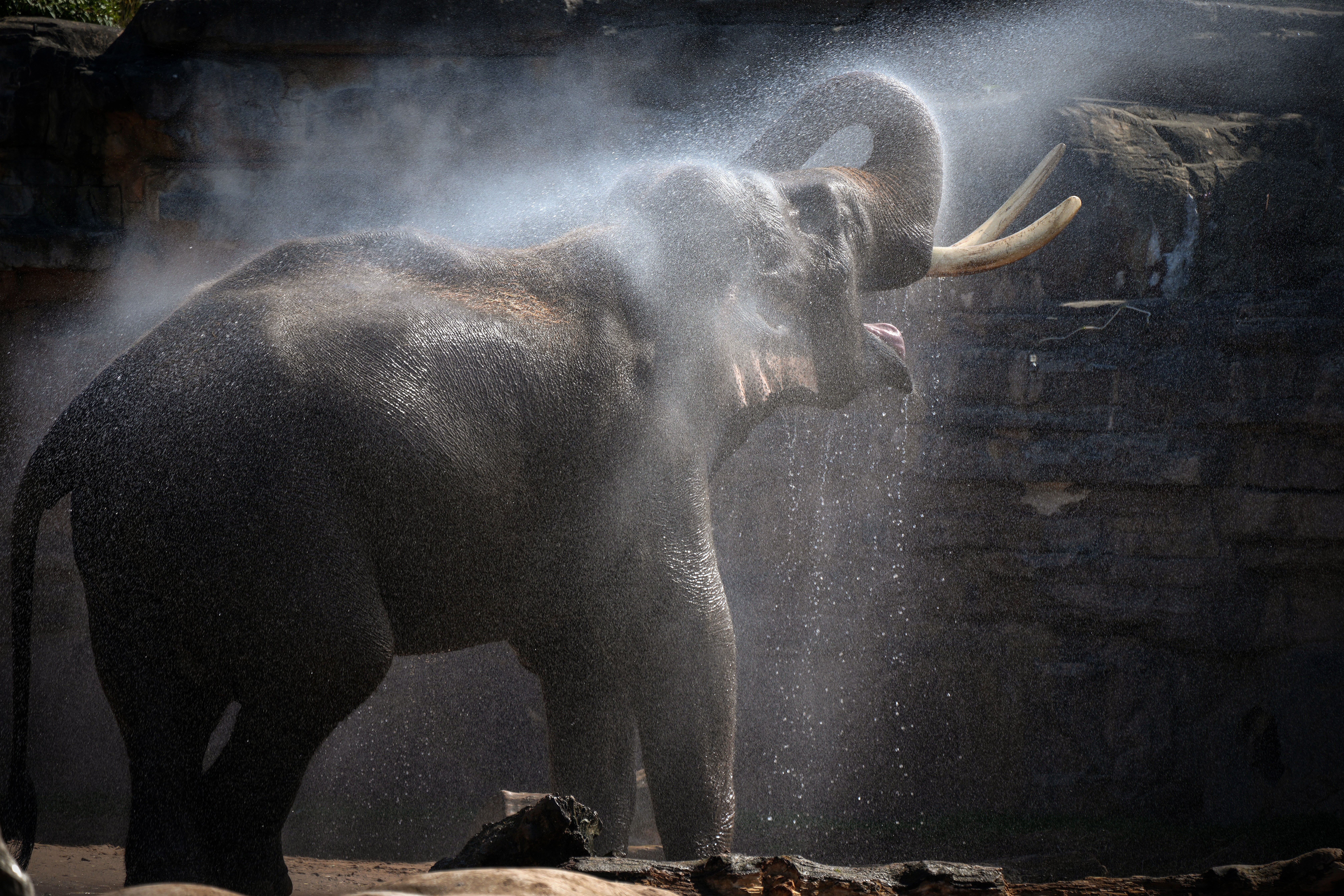 Aung-Bo, a 21-year-old asian elephant is cooled down by a keeper at Chester Zoo during the heatwave on August 11, 2022 in Chester, United Kingdom