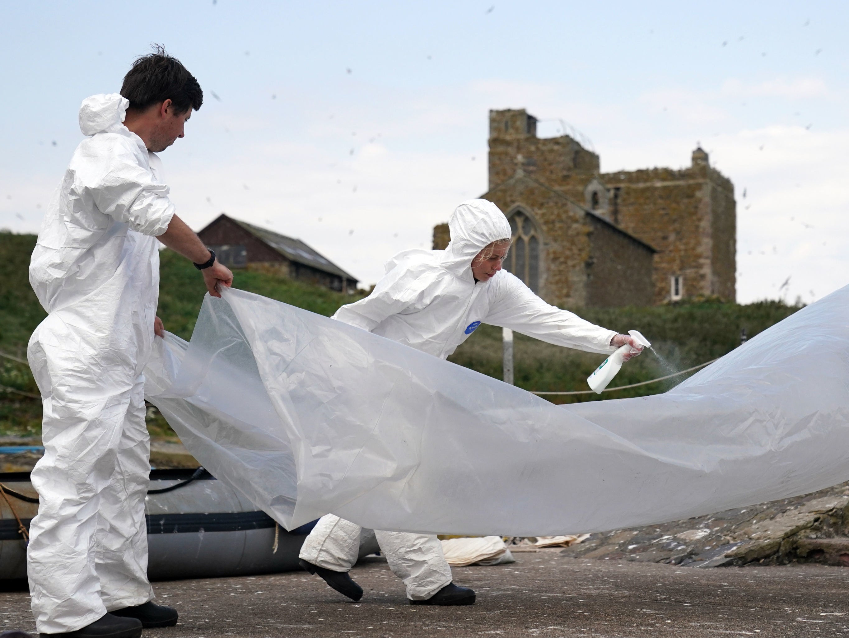 The National Trust team of rangers clear deceased birds from Staple Island