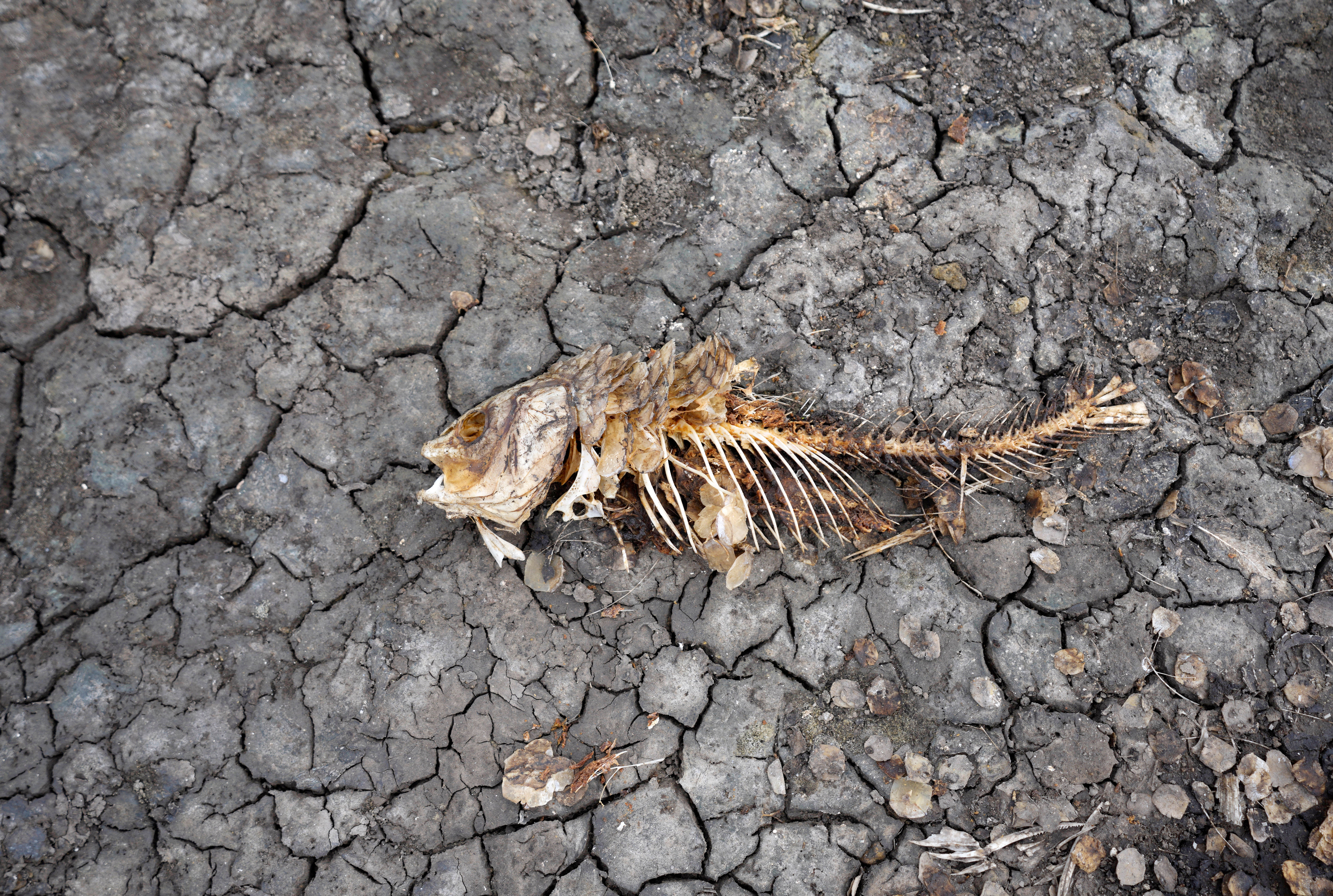 European drought dries up rivers, kills fish, shrivels crops