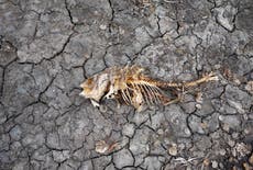 European drought dries up rivers, kills fish, shrivels crops