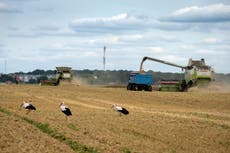 Grain ship to dock in Ukraine, leave for Africa