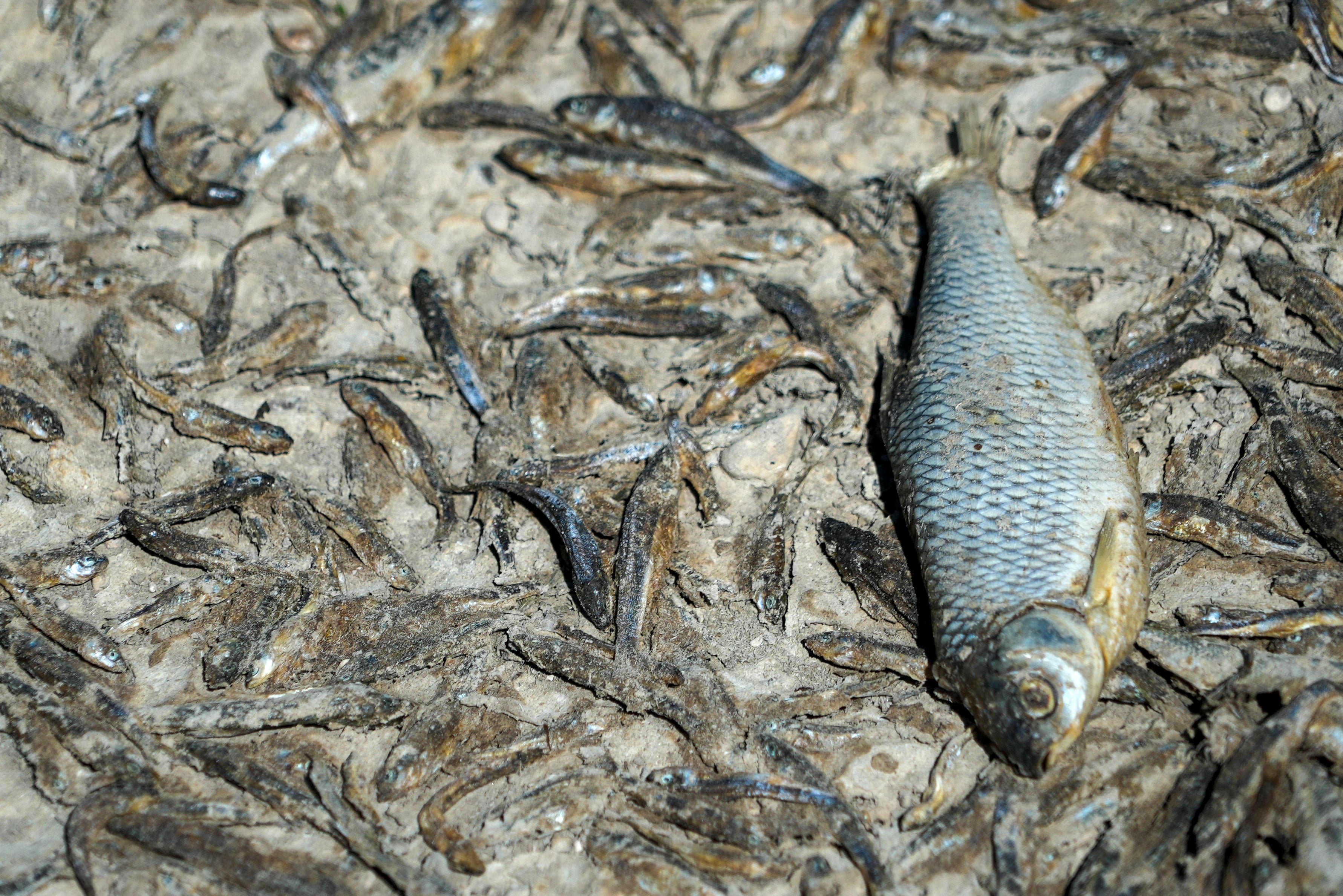 Dead fish lie in the dried-up river bed of the Tille in Lux, France, on 9 August, 2022.