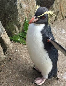 Penguin killed by fox in zoo enclosure