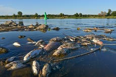 Poland investigates 'ecological catastrophe' of fish die-off