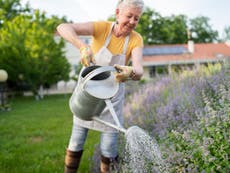 Drought: How to look after your garden during the hosepipe ban