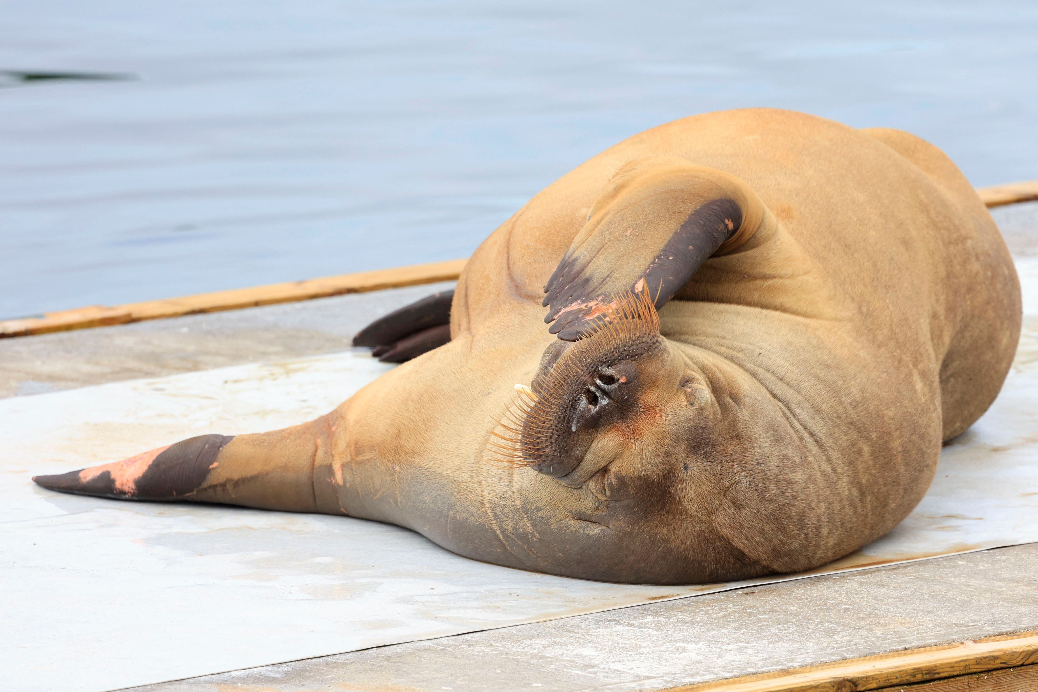 Freya takes a rest on the waterfront at Frognerstranda in Oslo