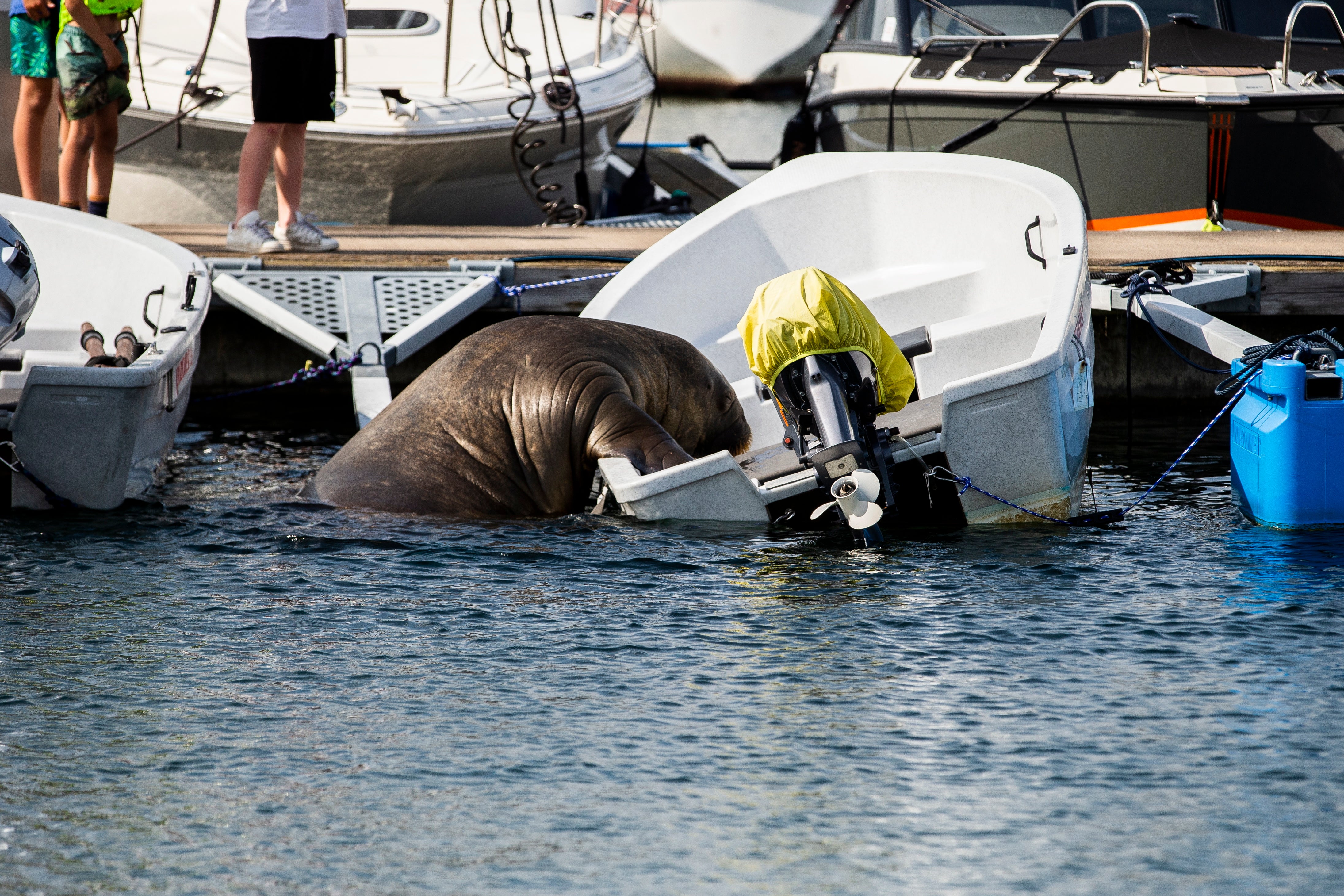 The marine mammal has been damaging and often sinking small boats anchored along the Nordic coast