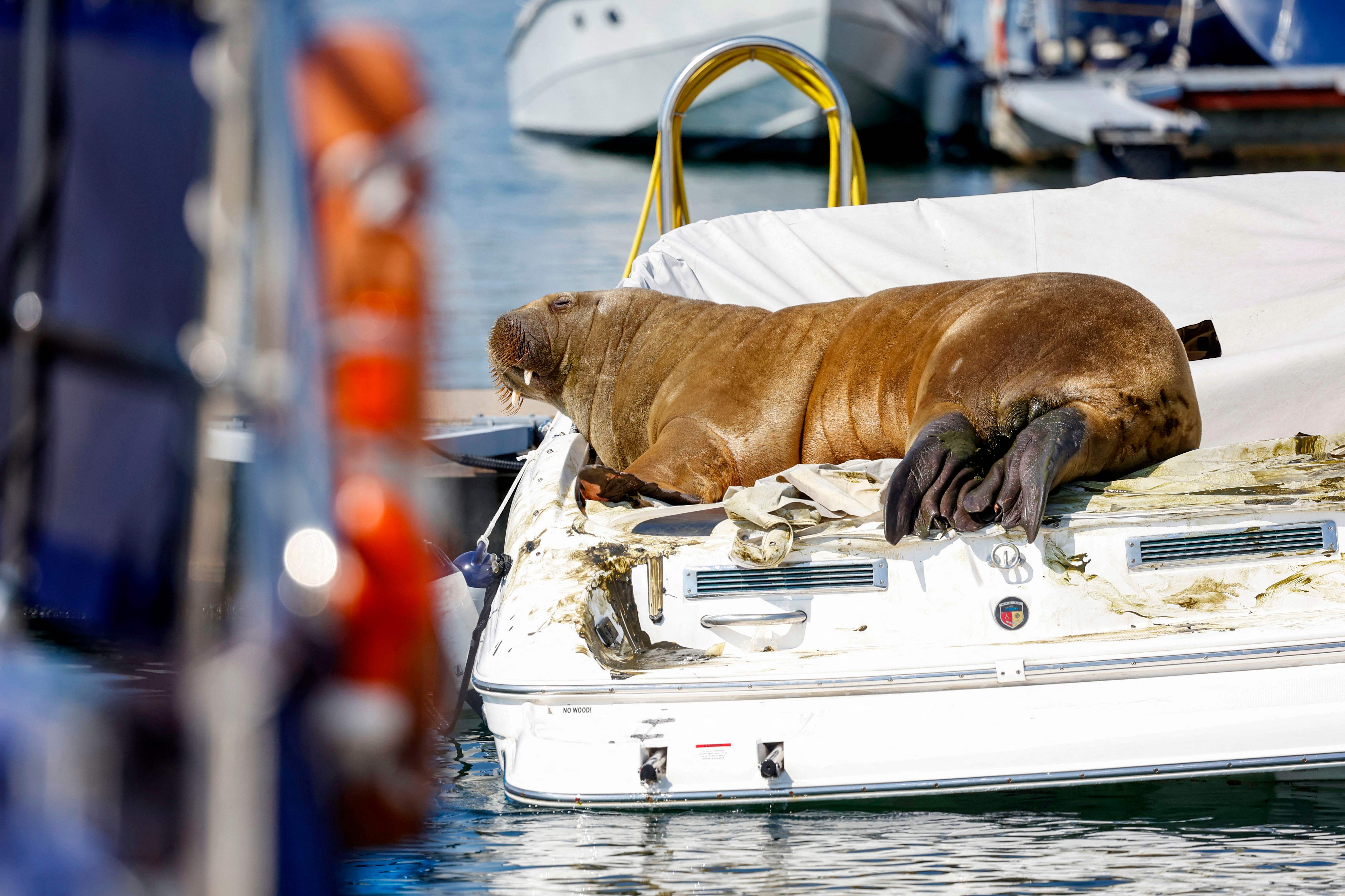 For a week, a young female walrus nicknamed Freya has enamoured Norwegians by basking in the sun of the Oslo fjord