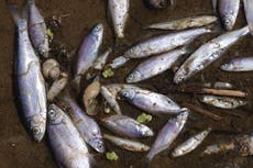 Environmental catastrophe feared as ‘toxin’ kills thousands of fish in European river