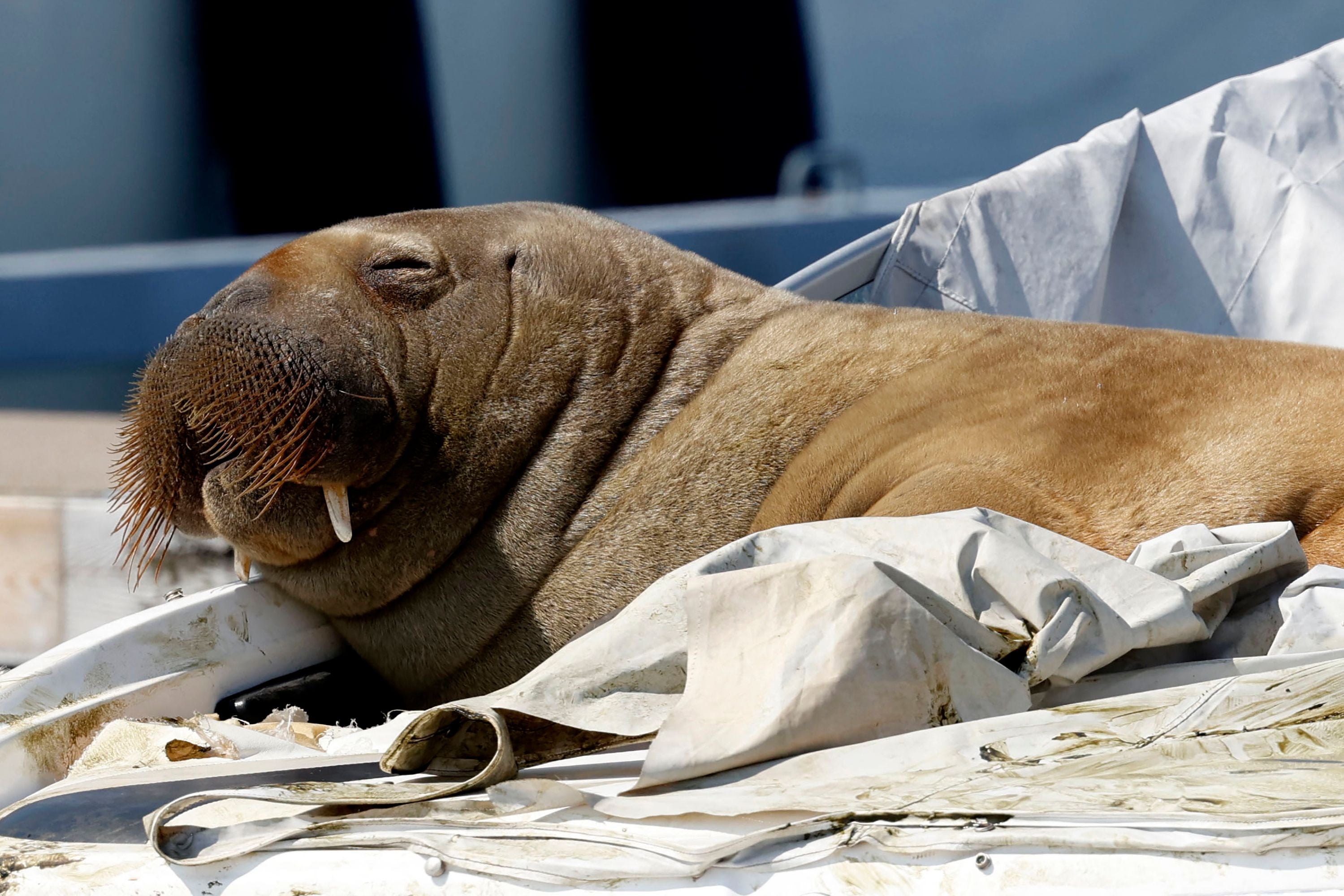 Freya the walrus sunbathes on a boat in Oslo Fjord, Norway, on 19 July, 2022.