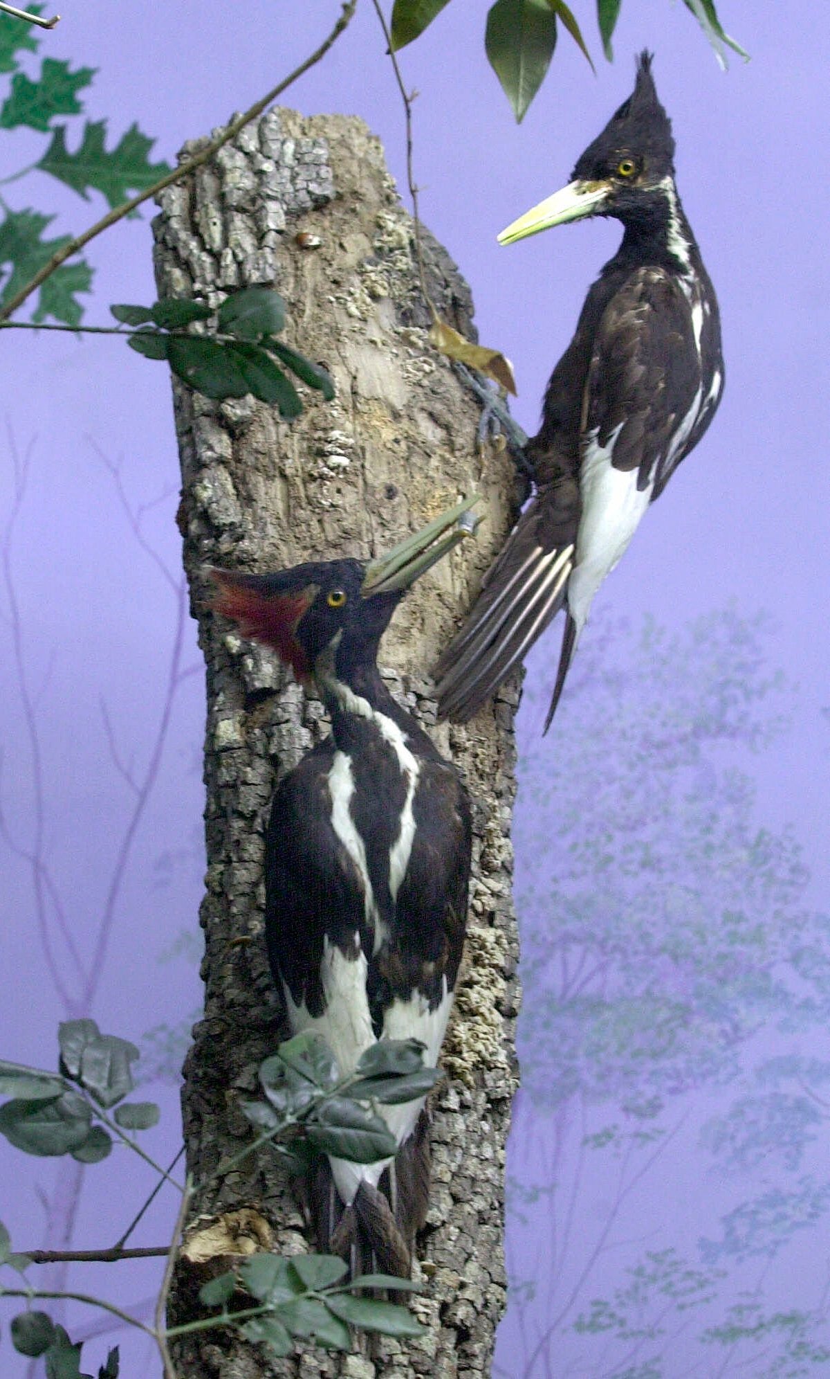 Ivory Billed Woodpecker
