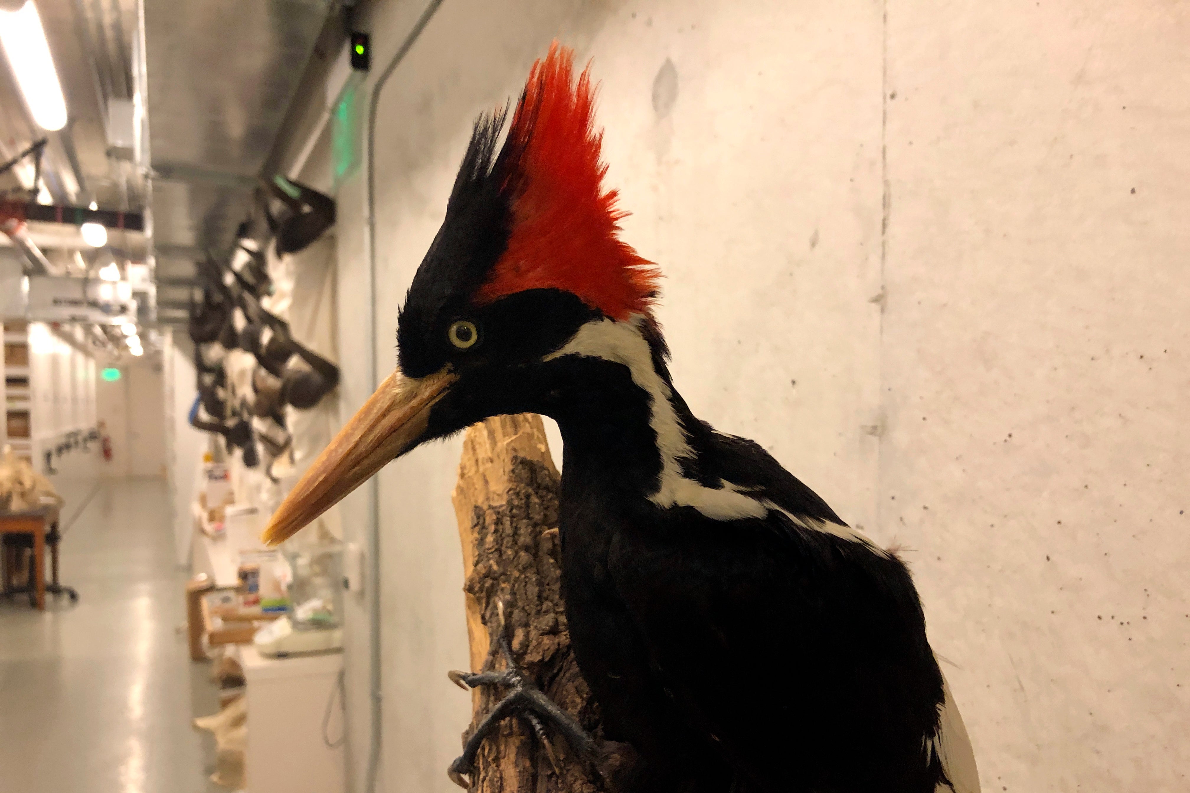 Ivory Billed Woodpecker