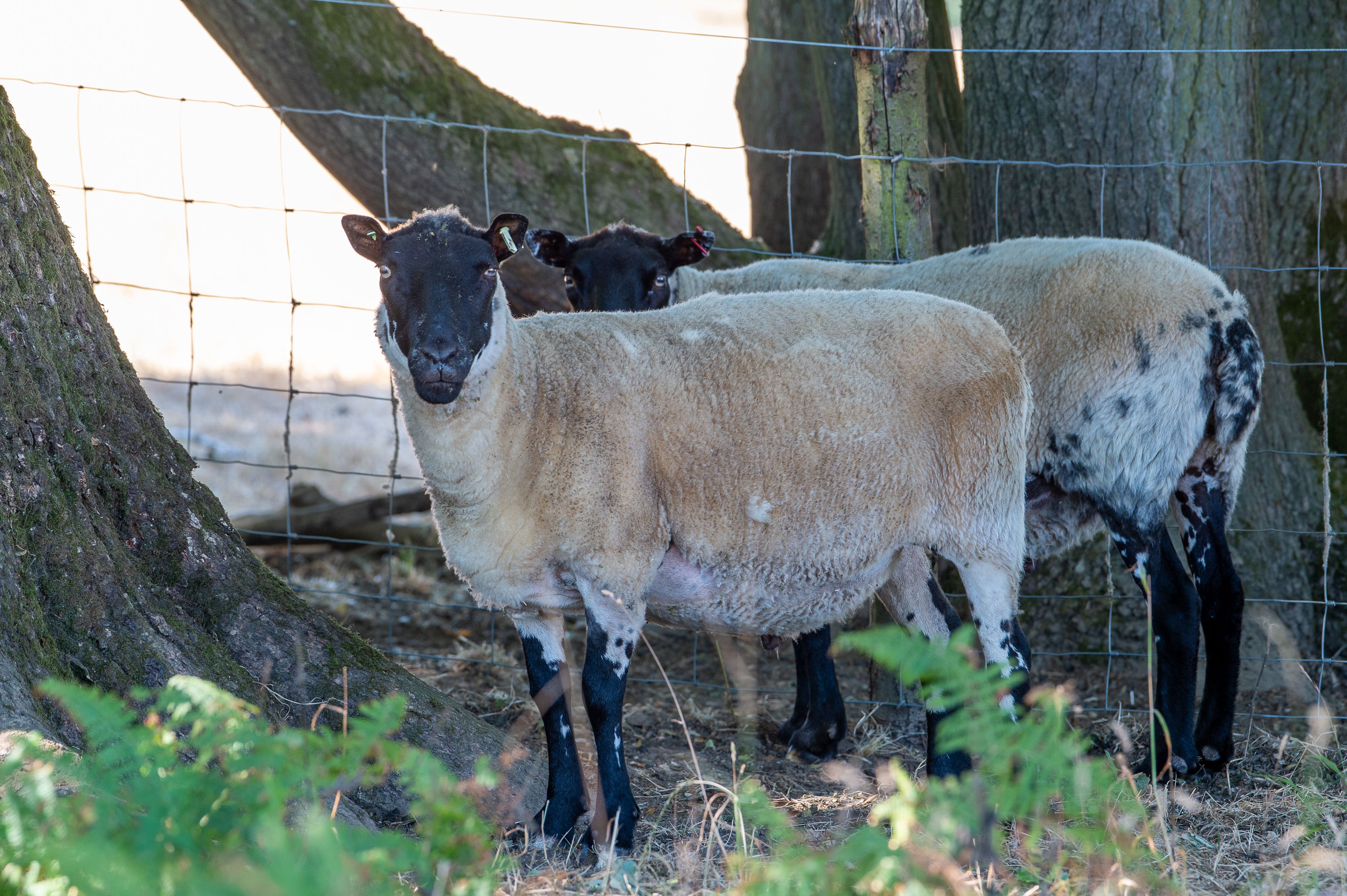 Sheep shelter in the shade underneath an oak tree in another scorching day at the Aston Rowant National Nature Reserve