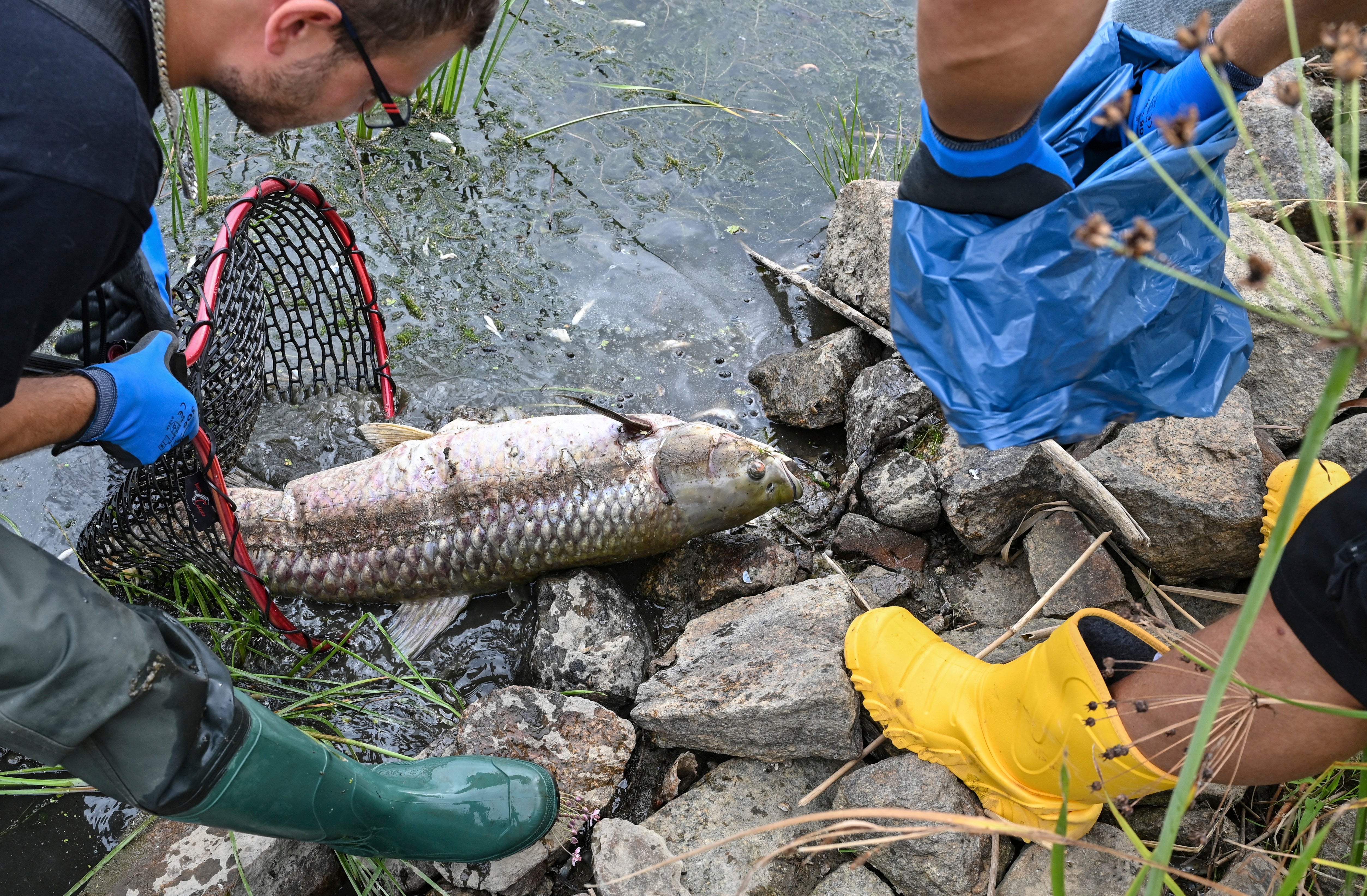 Volunteers recover dead fish from the water in Lebus, eastern Germany