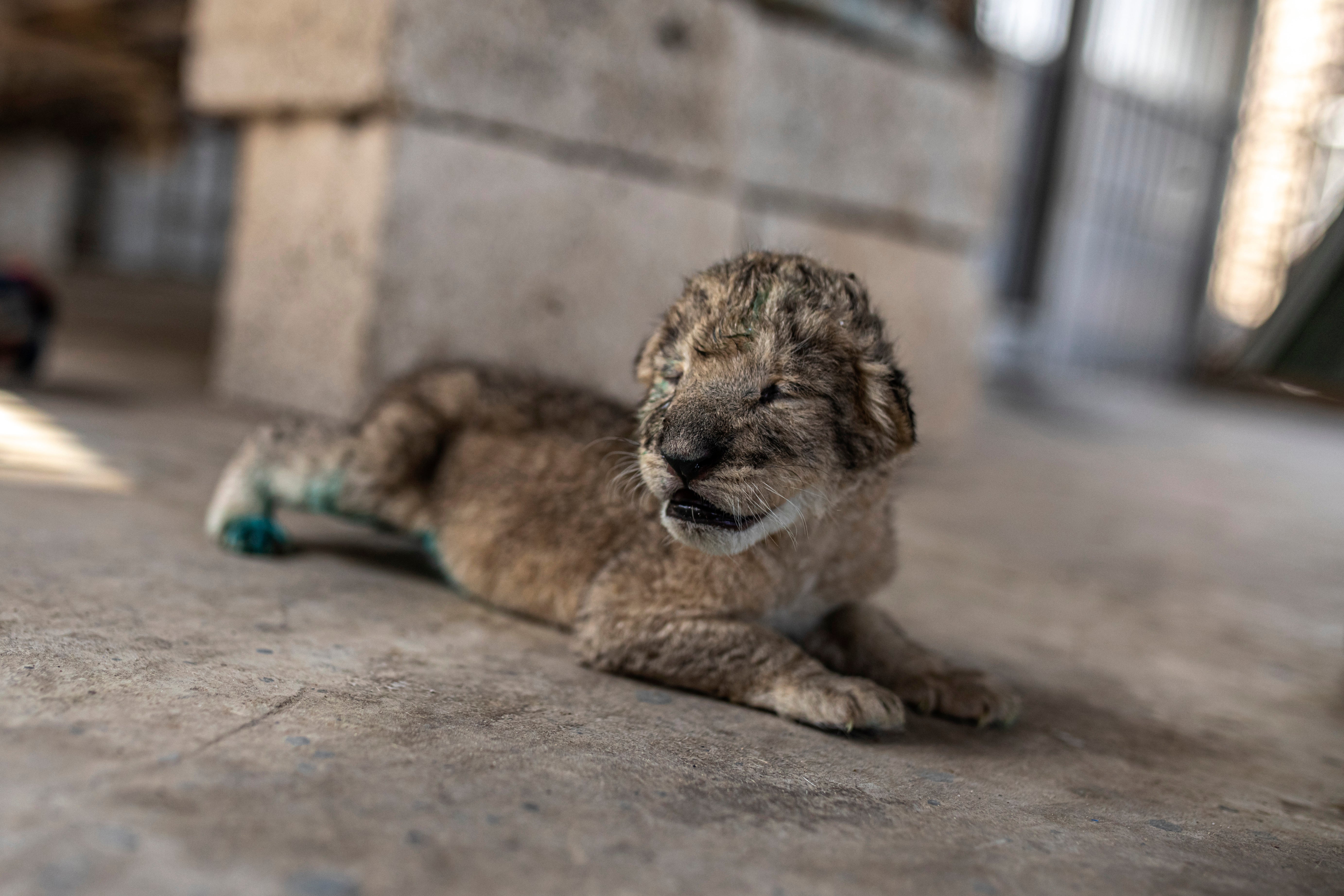 Palestinians Gaza Lion Cubs