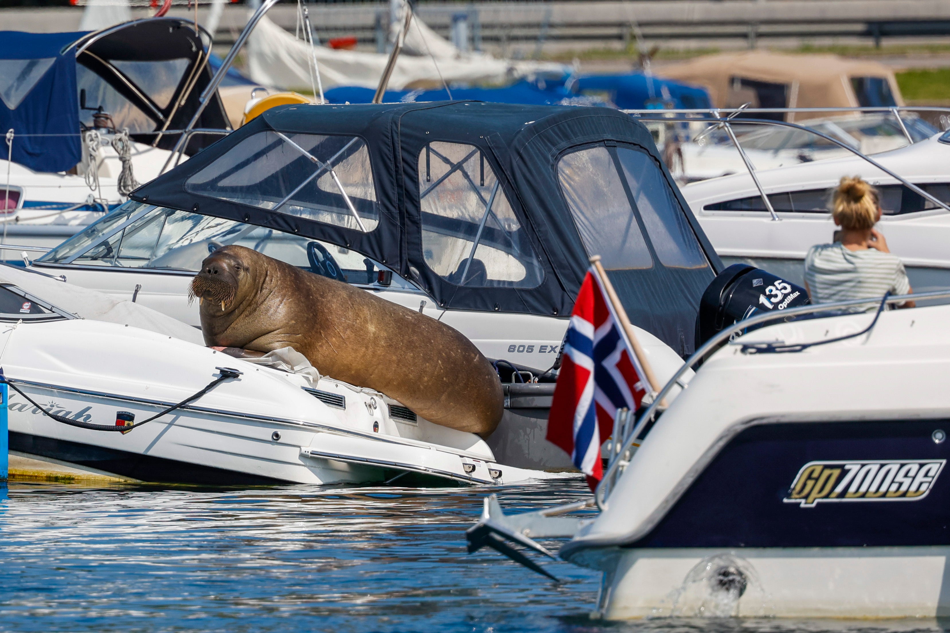 Freya the walrus, who was euthanised by Oslo authorities