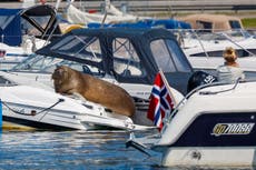 Freya the walrus is put down by Norwegian officials after crowds of people refuse to stop harassing her