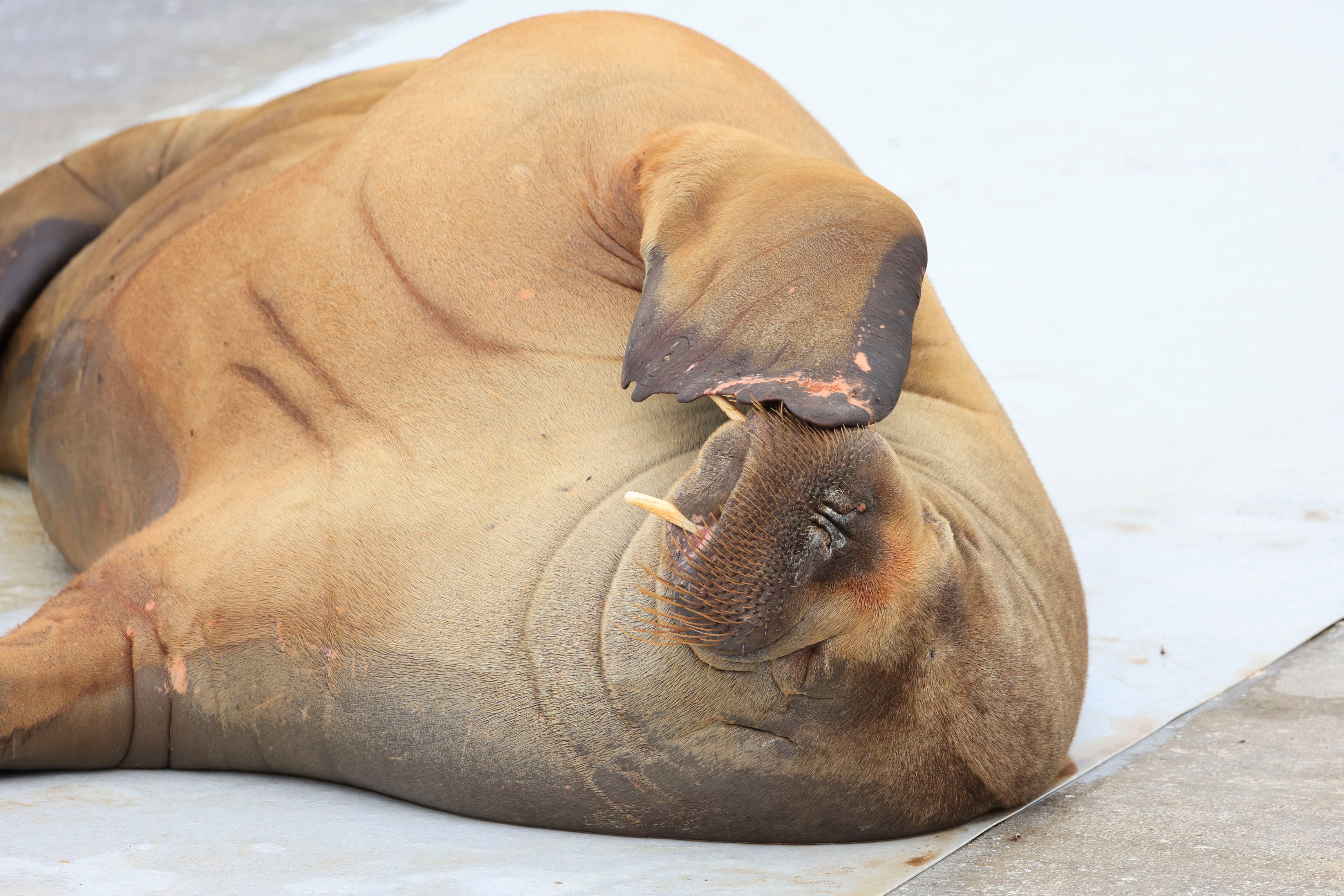 A walrus named Freya at the waterfront in Frognerstranda in Oslo