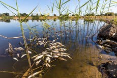 Oder River fish die-off: Germany warns Poland over mystery deaths of tonnes of fish