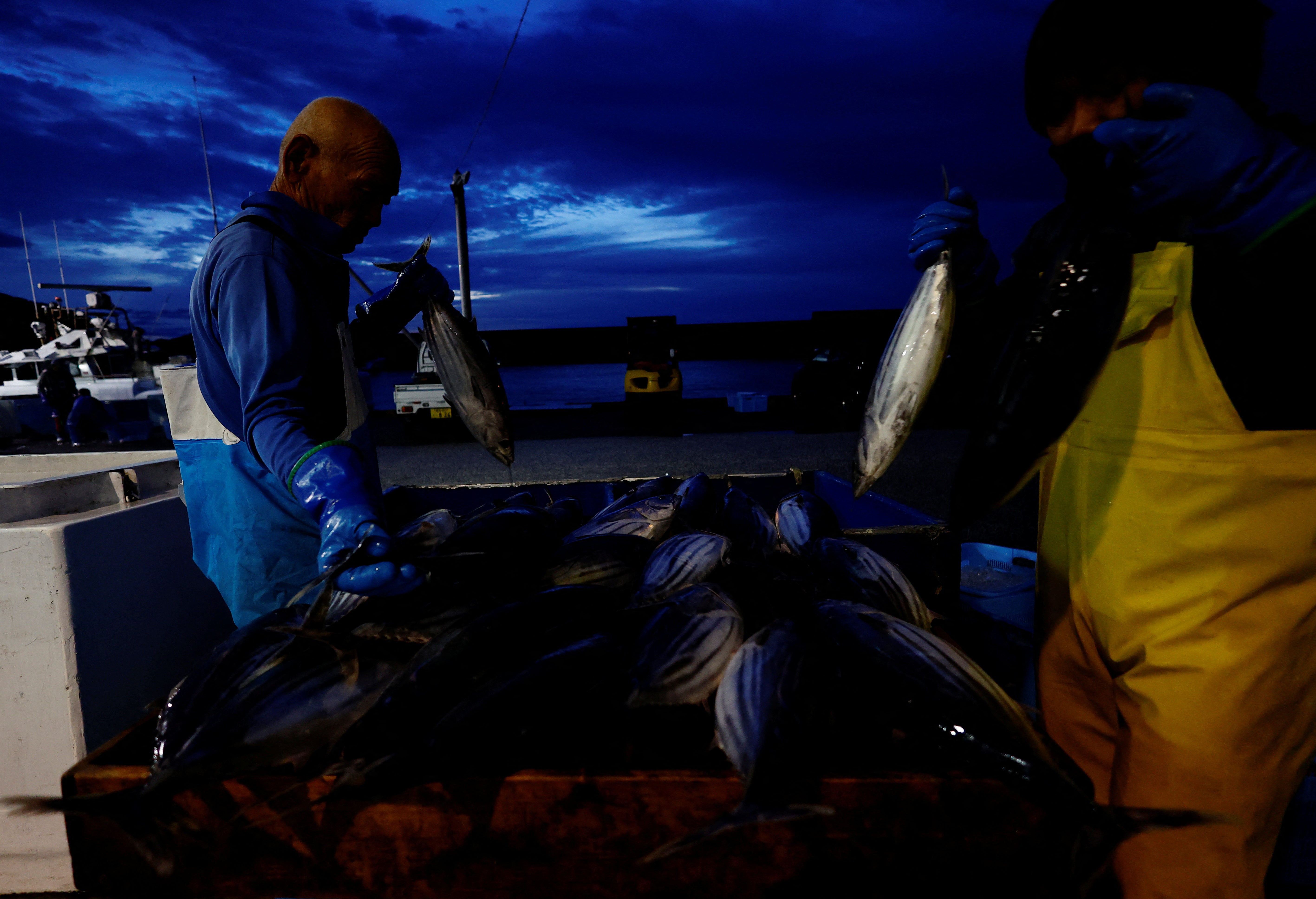 Workers prepare katsuo (skipjack tuna) before a wholesale auction at Kure Port, Japan