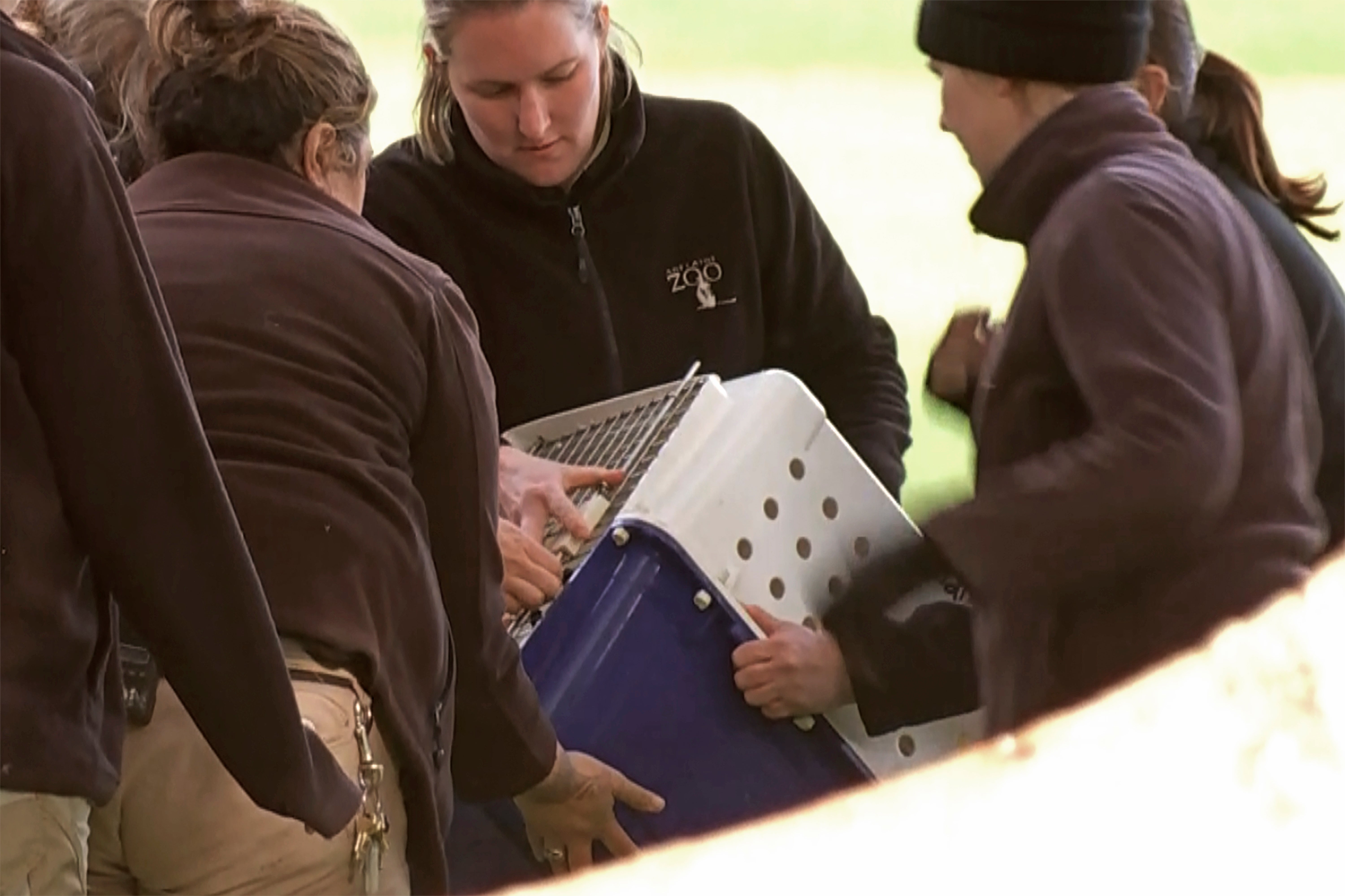 Australia Escaped Panda Found
