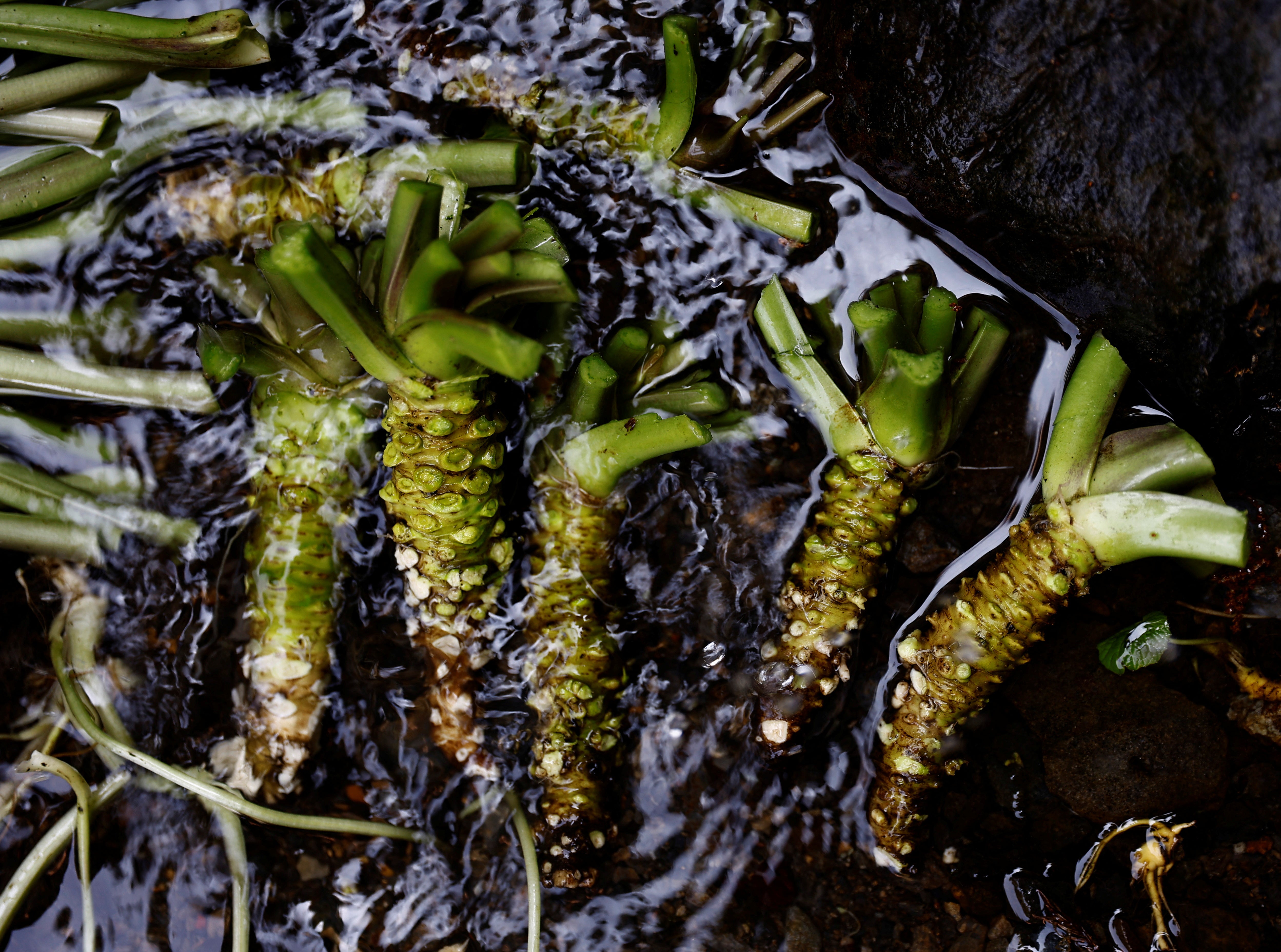 Newly harvested wasabi roots are kept in running water to keep them fresh