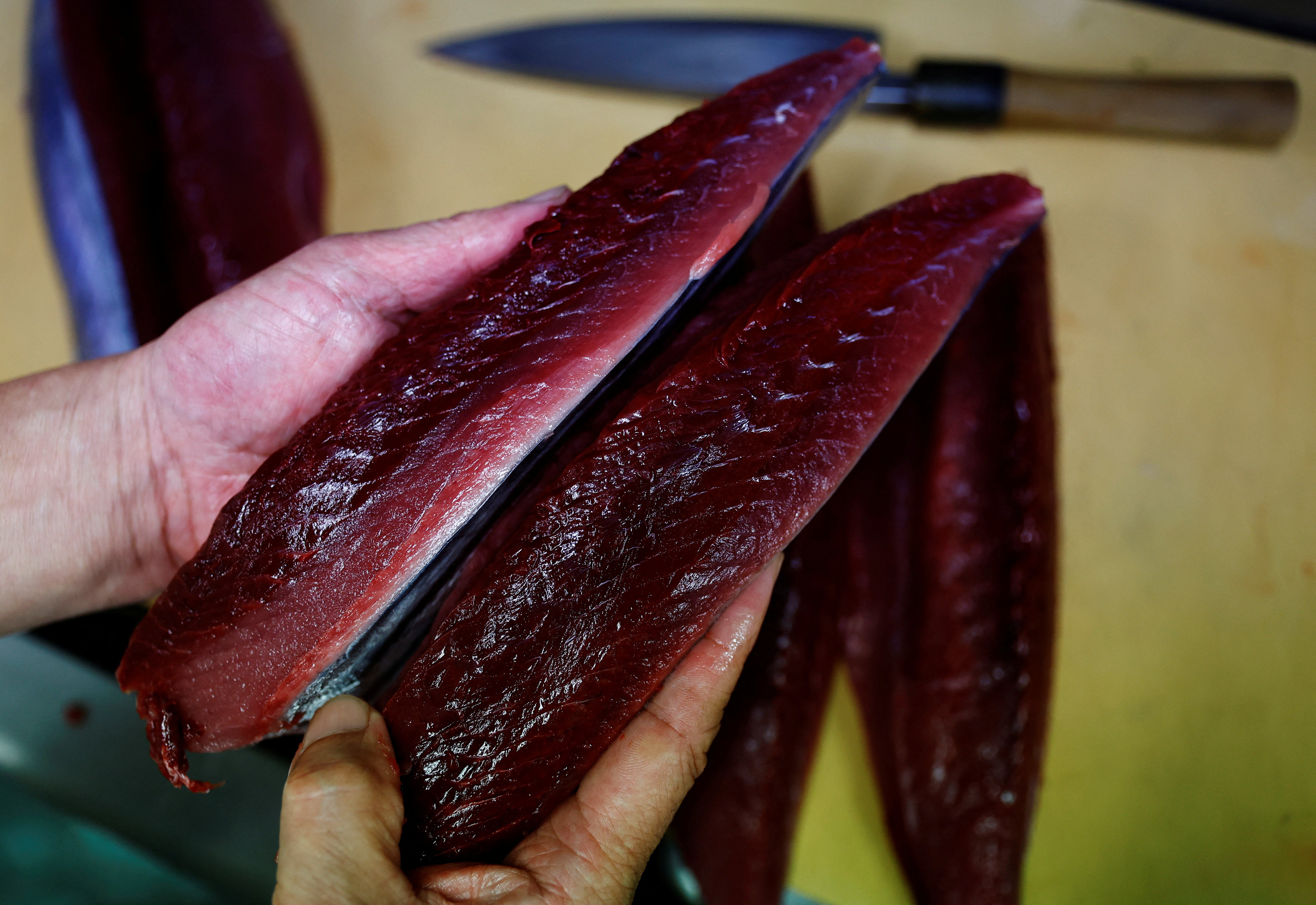 He compares two pieces of different katsuo with unusually abundant pink fat