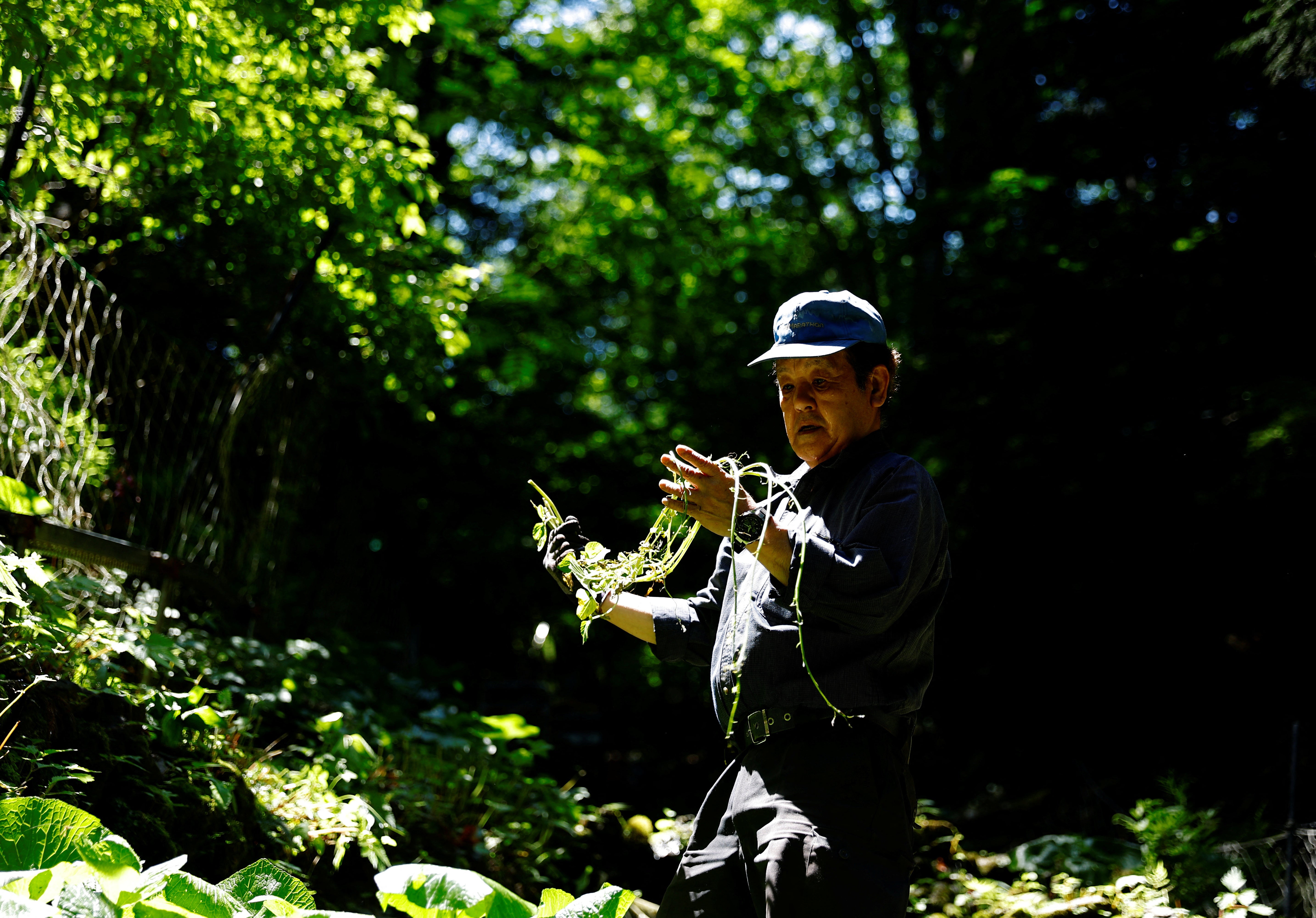 Wasabi farmer Masahiro Hoshina, looks at wasabi seeds to check their growth pace in his farm in Okutama town, Tokyo