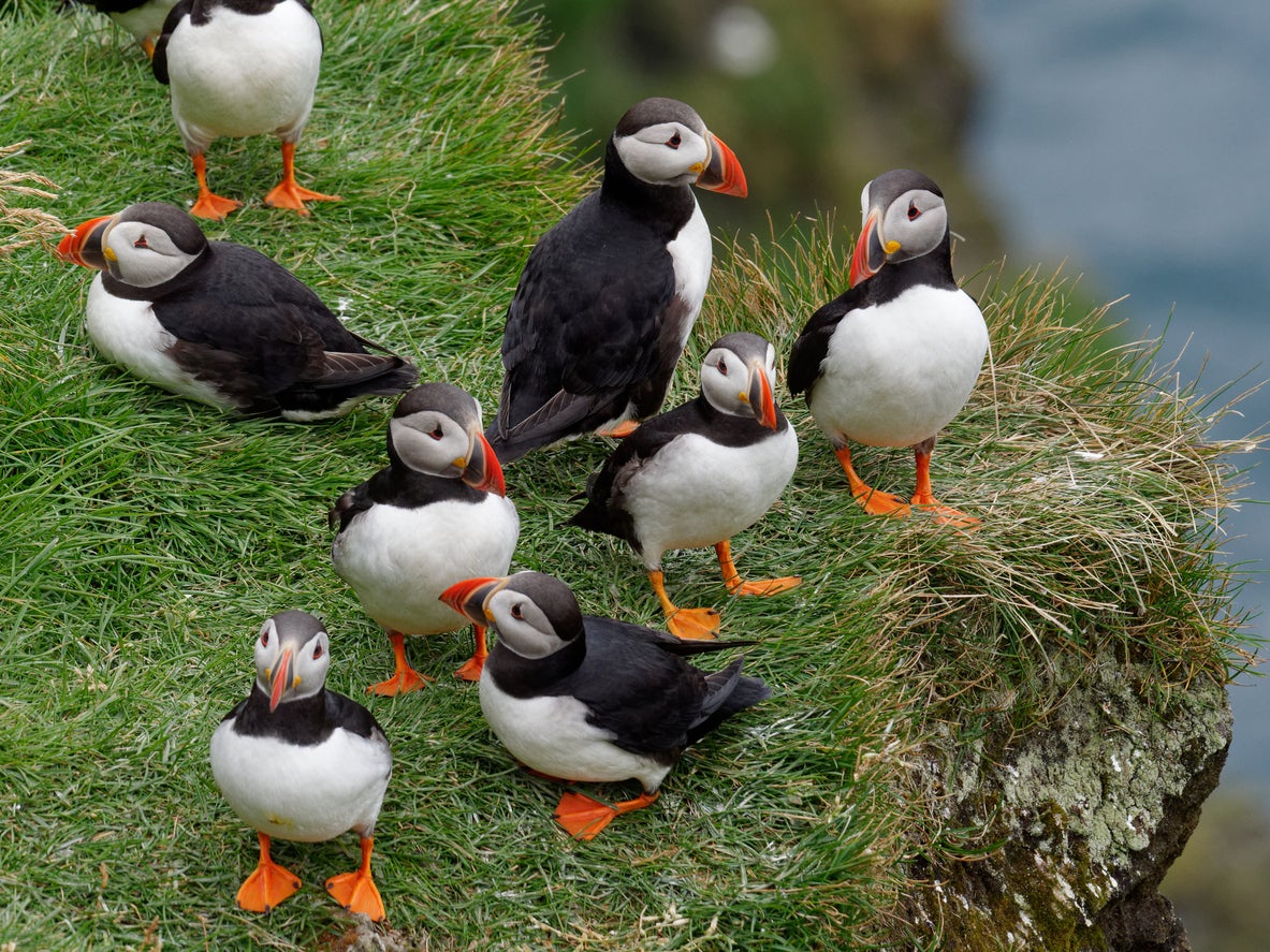 Puffins on Heimaey Island, Iceland