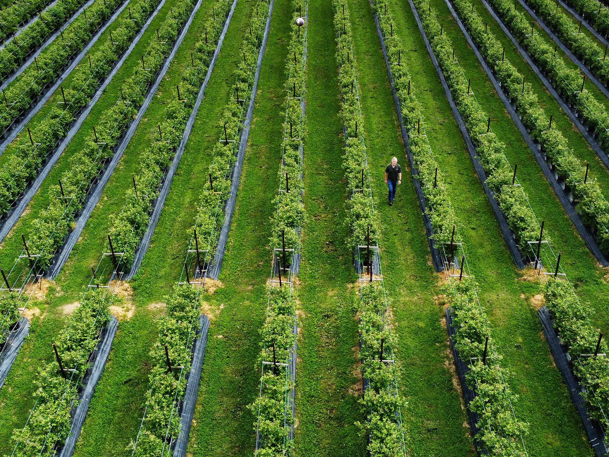 £22m of fruit and veg wasted because farmers have no staff to pick them