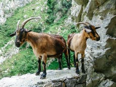 Hungry goats to the rescue in fire-ravaged Catalonia