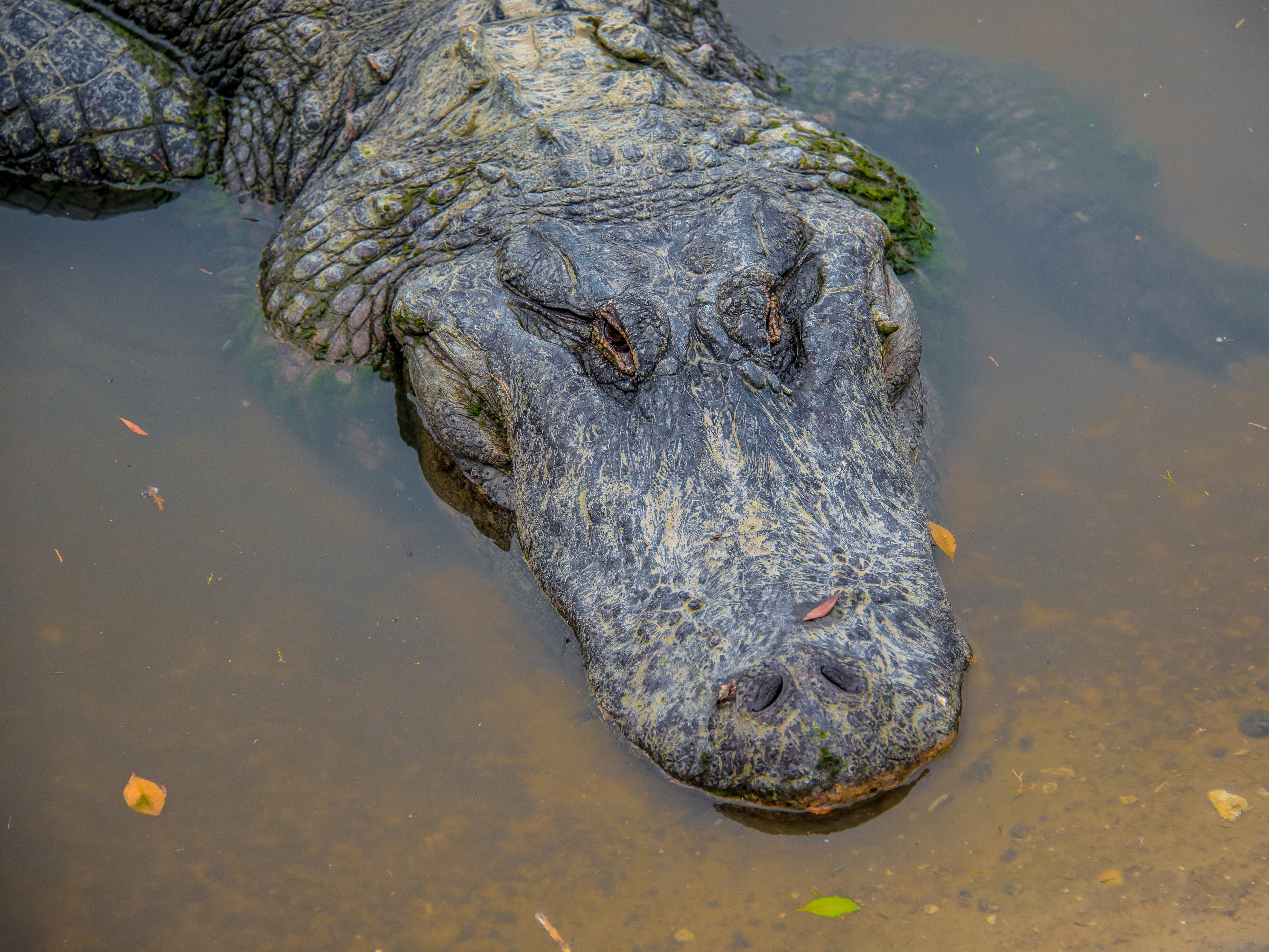 Woman, 88, killed in alligator attack after she ‘slipped into’ pond while gardening