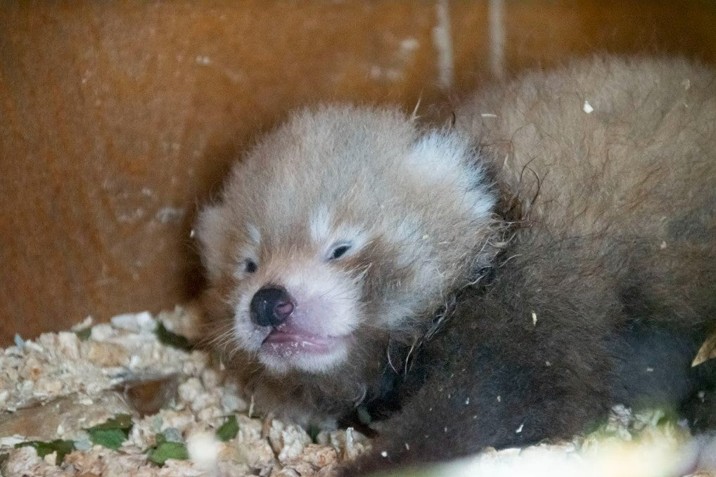 The cub is currently named Little Red before it is old enough to have health checks (Paradise Wildlife Park)