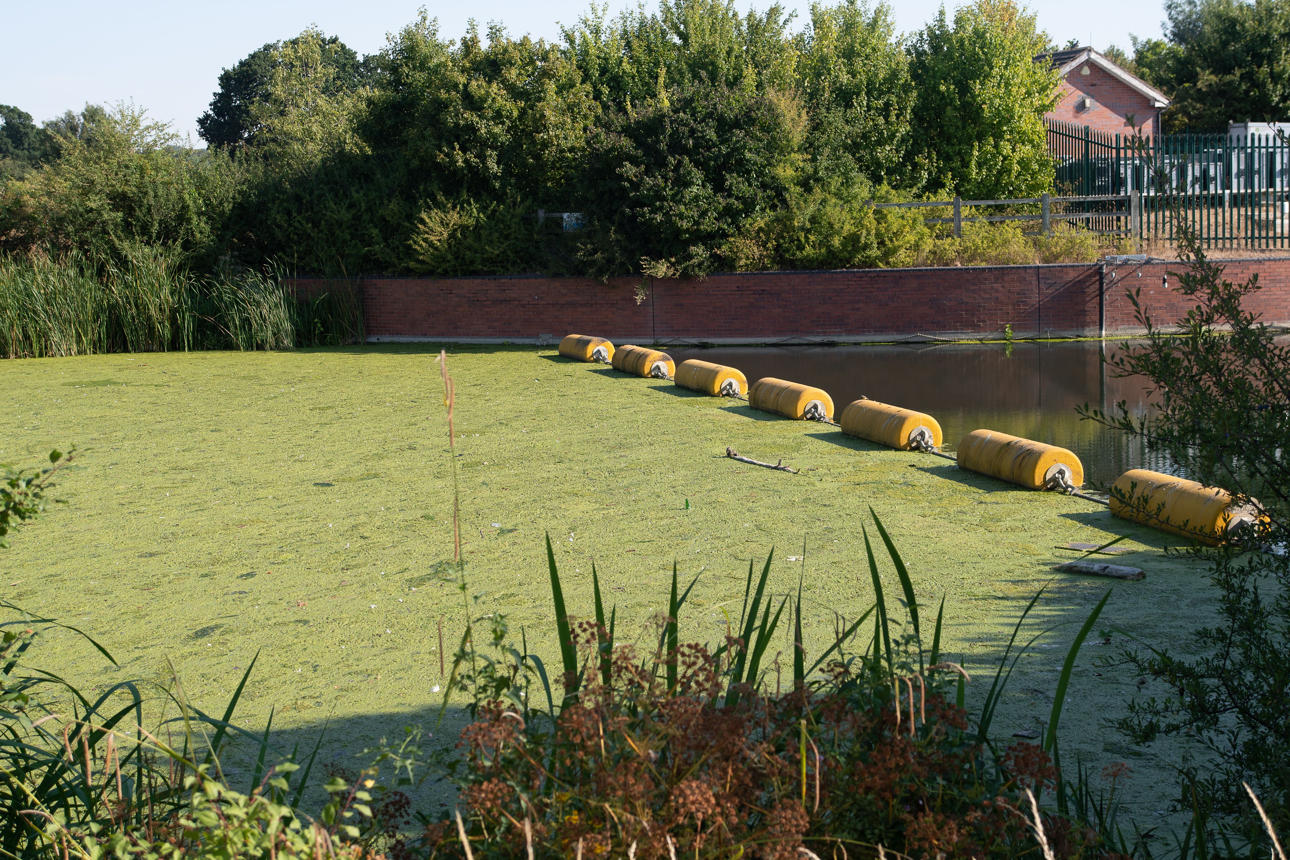 Algal bloom and duckweed on the Jubilee River in Buckinghamshire