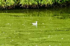 Toxic algae blooms caused by heatwave turns lake and rivers green