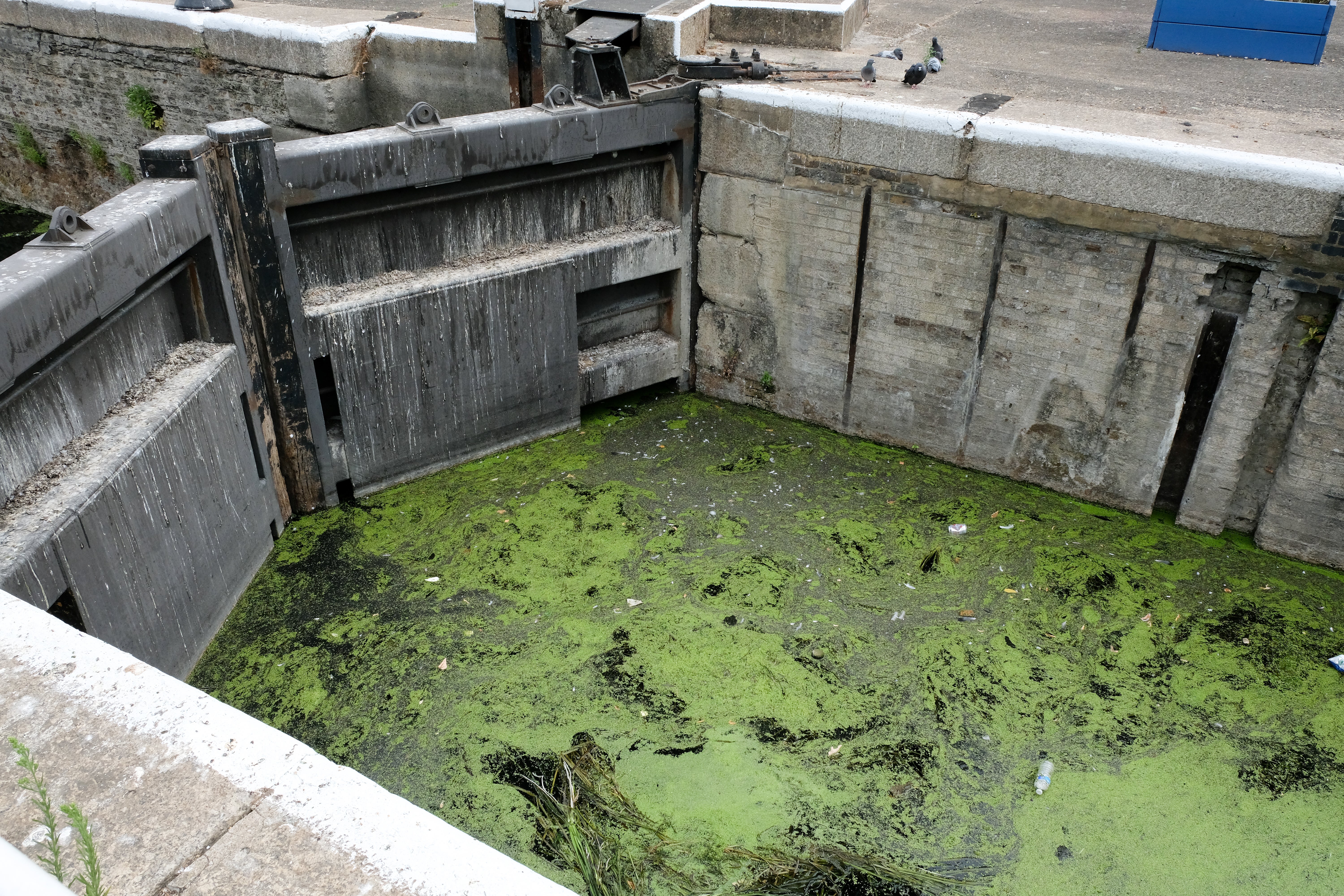 Algae on the canal at the River Lee Navigation in north London