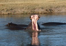 British tourists watch in horror as fishermen are nearly killed by raging hippo