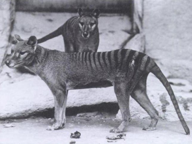 A pair of captive thylacines photographed in 1902 – within three decades the species would be extinct