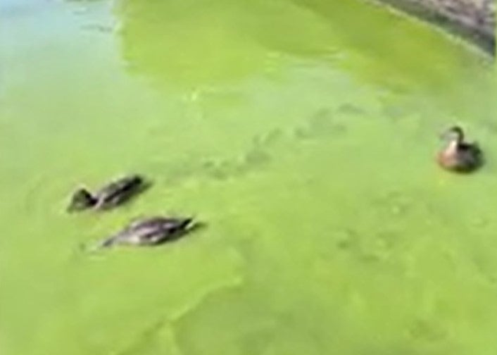 Ducks in the algae-infested waters of Lake Windermere