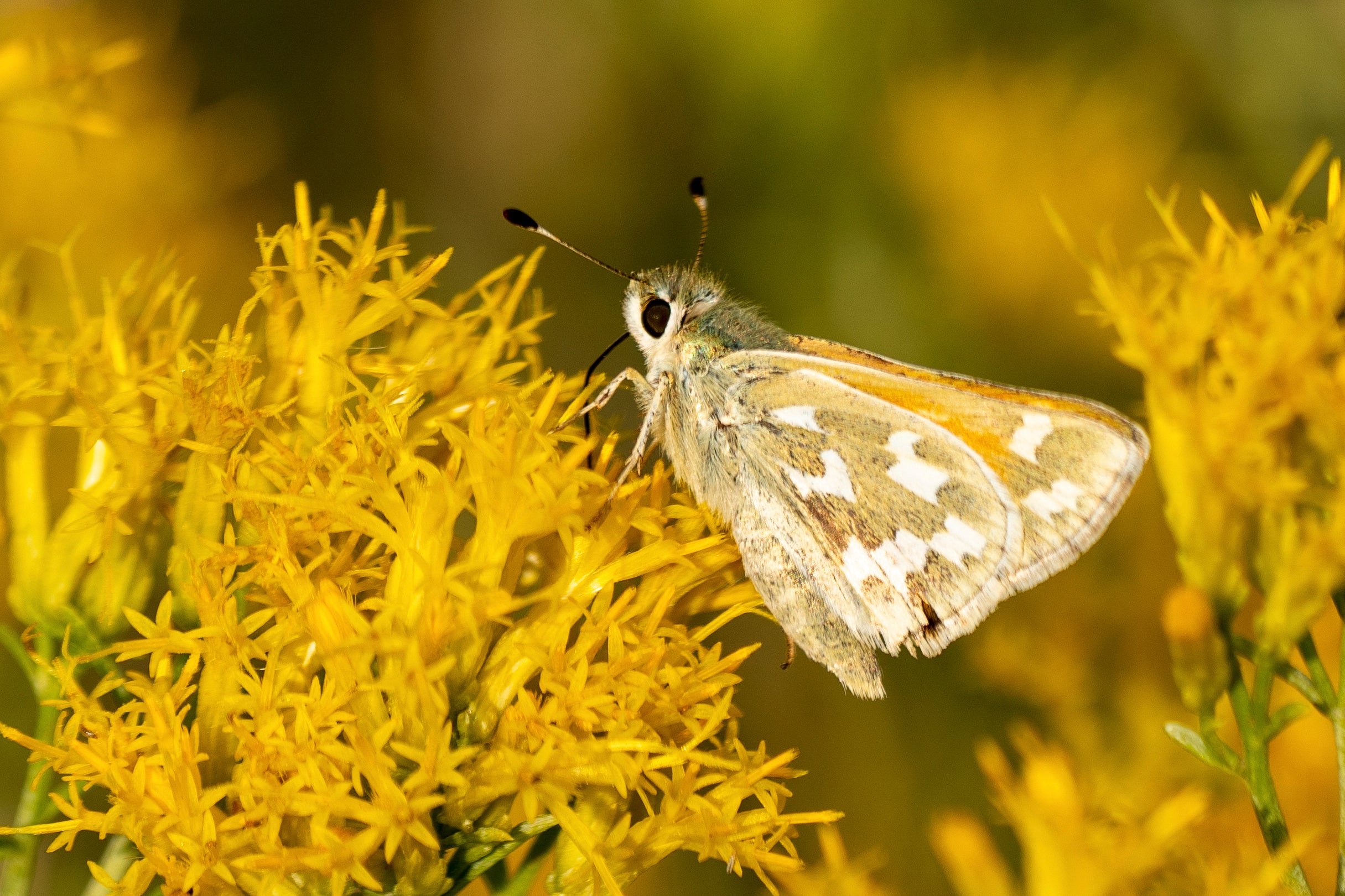 Rare Butterfly Geothermal Project
