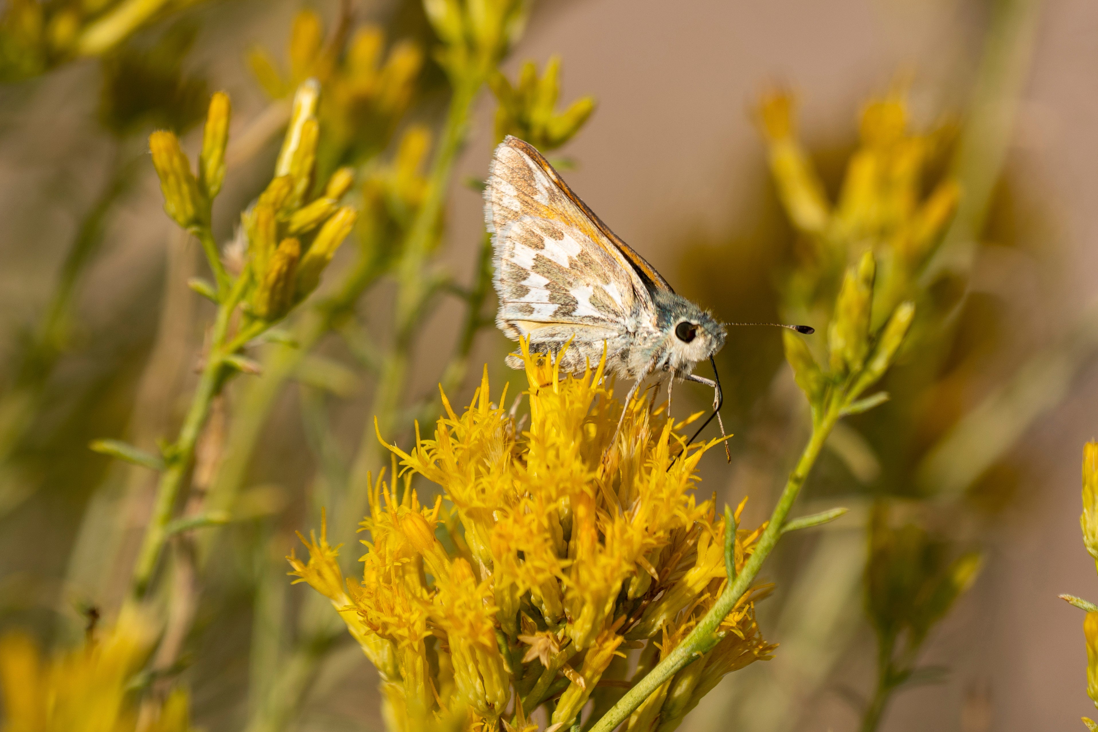 Rare Butterfly Geothermal Project
