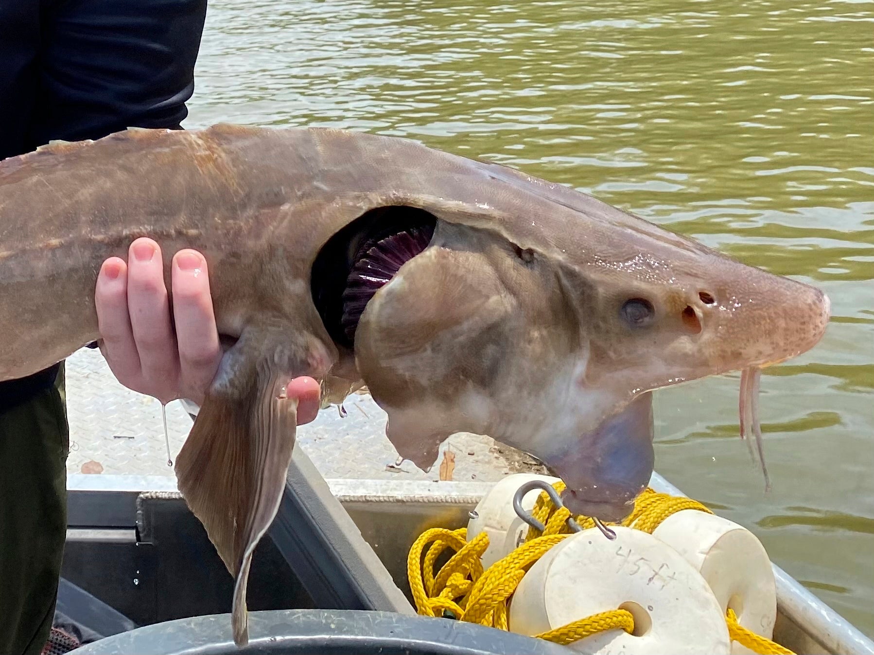 Lake Sturgeon Georgia